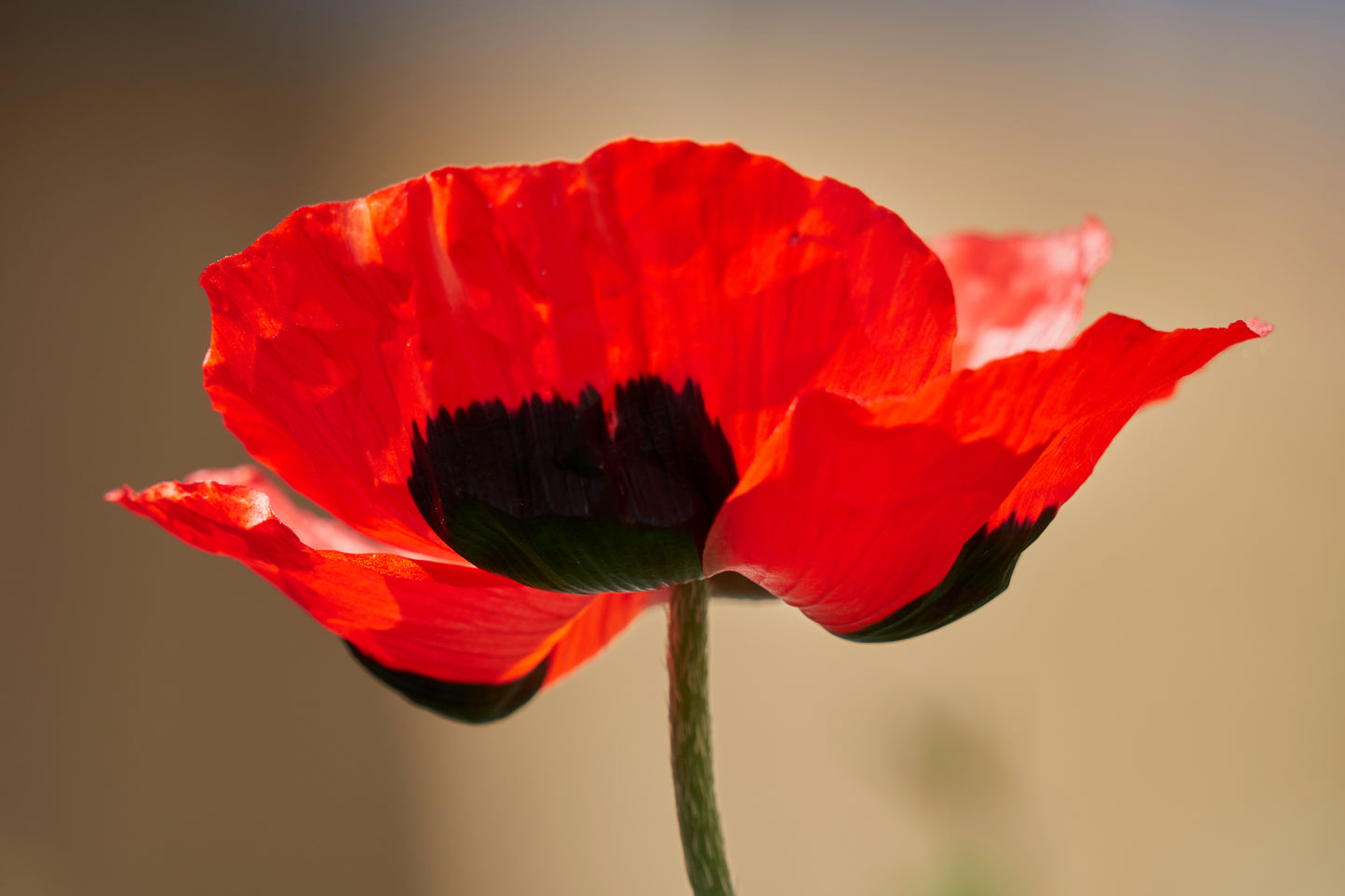 100 RED TURKISH POPPY Heirloom Papaver Somniferum Flower Seeds