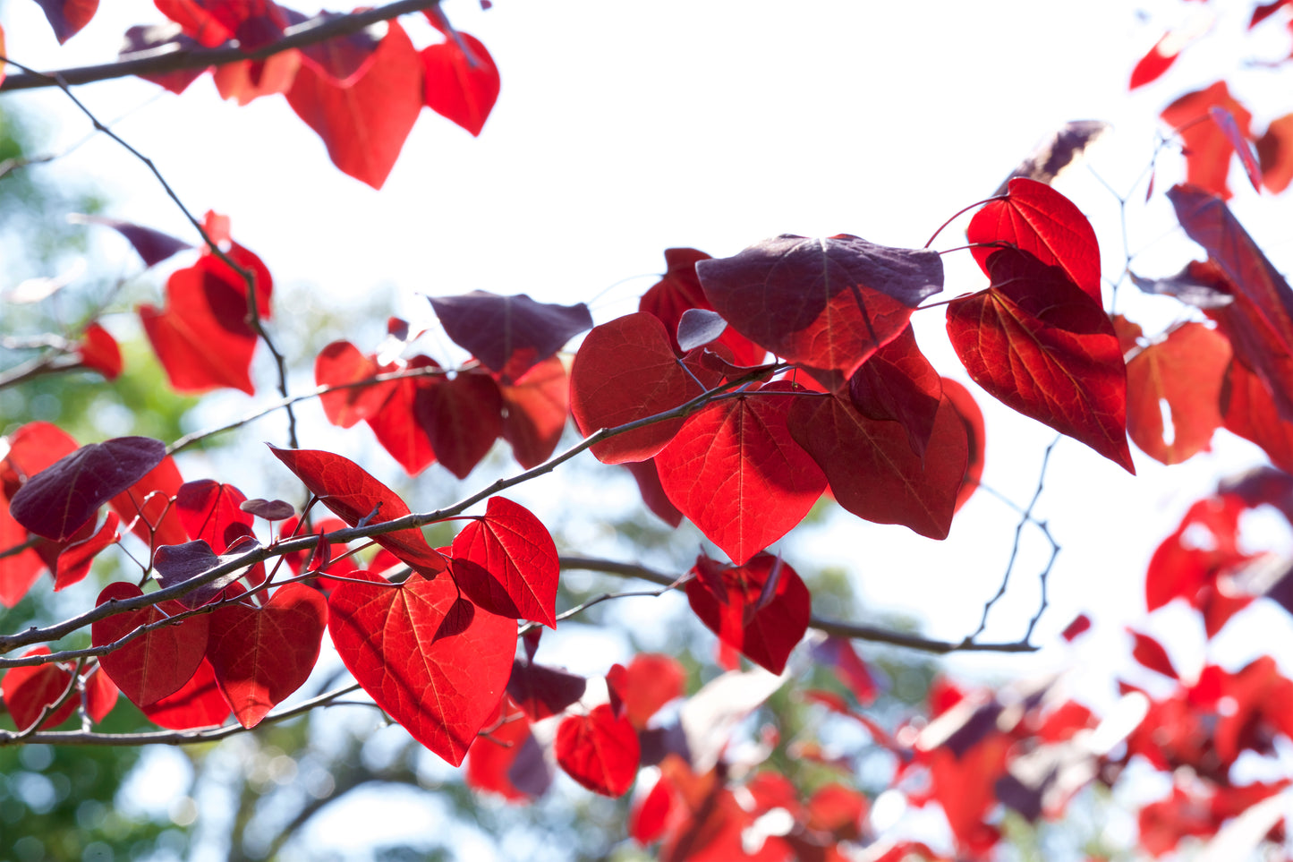 20 Eastern REDBUD TREE Cercis Canadensis Pink Flowering Native Tree Seeds