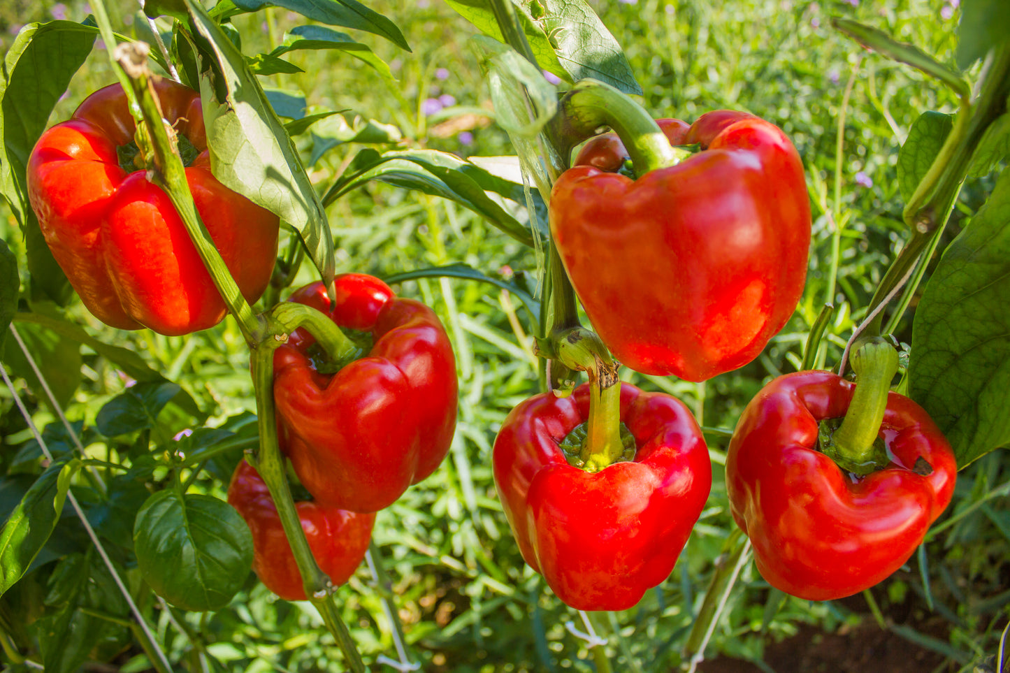 150 Yolo Wonder Sweet RED BELL PEPPER Capiscum Annuum Vegetable Seeds