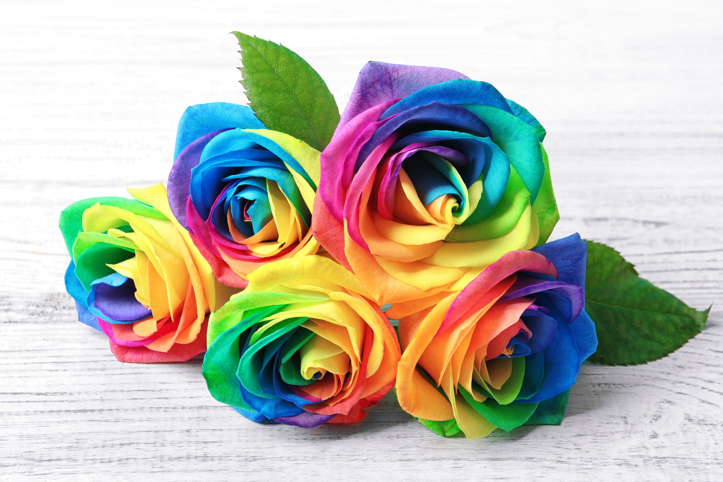 Make Your Own - 5 RAINBOW ROSE BUSH Seeds Shrub Rosa Flower