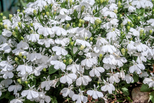 200 WHITE LOBELIA REGATTA Erinus Flower Seeds