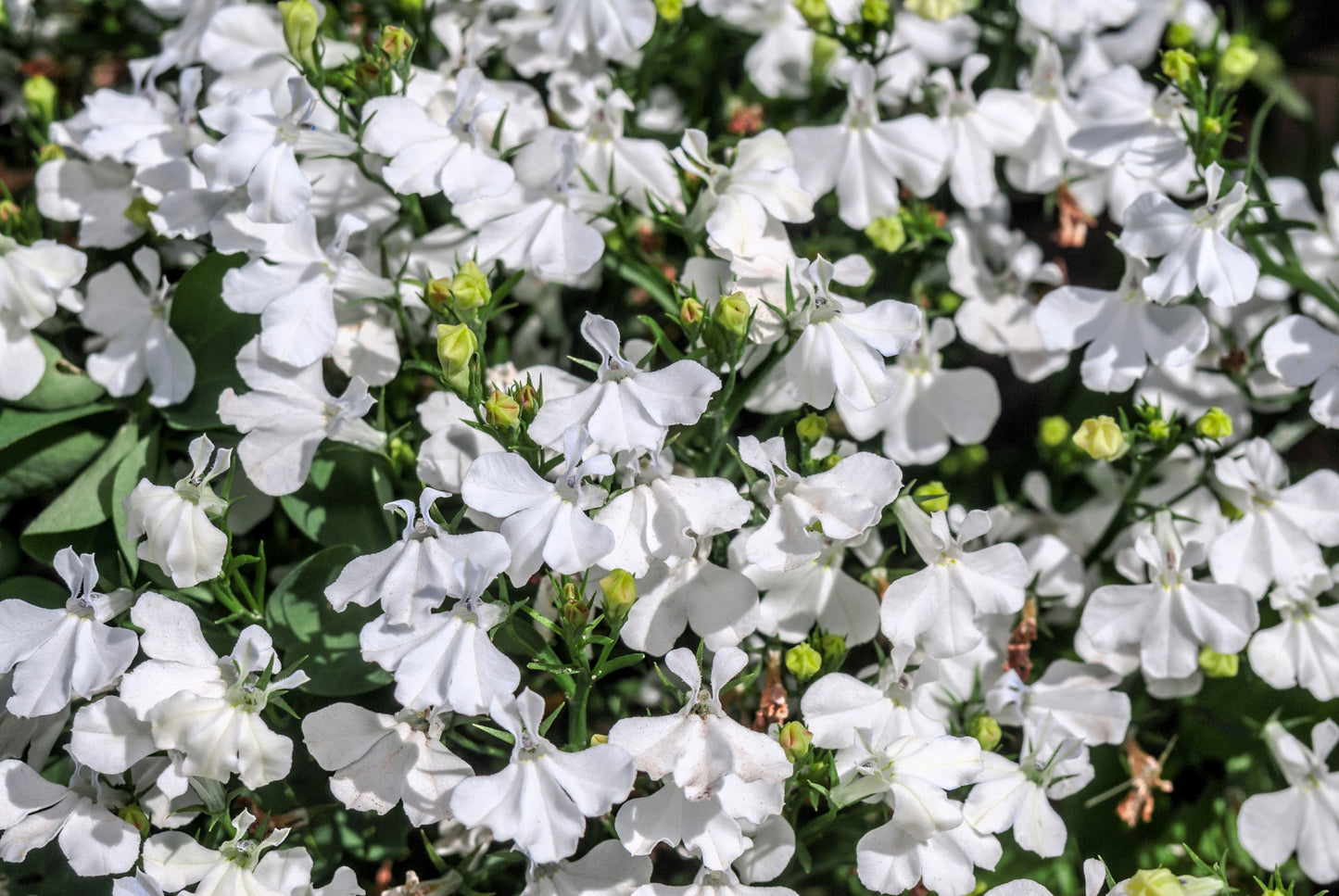 200 WHITE LOBELIA REGATTA Erinus Flower Seeds