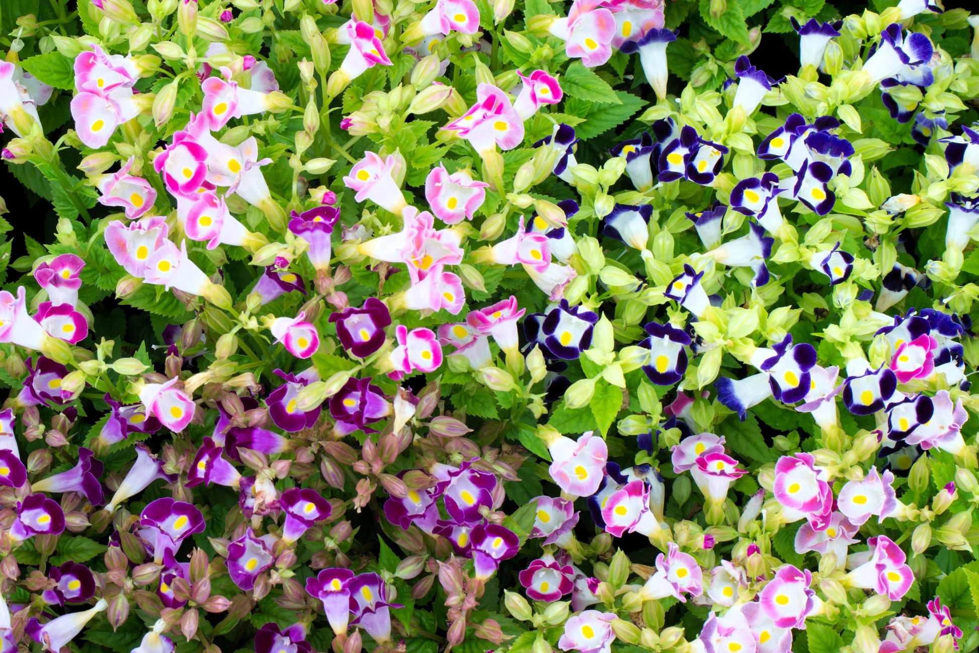 wishbone flower seeds 10 KAUAI MIX TORENIA Fournieri Sun or Shade Wishbone Flower Seeds