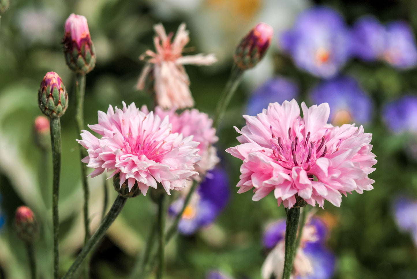 750 Pink BACHELOR'S BUTTON / CORNFLOWER Centaurea Cyanus Flower Seeds