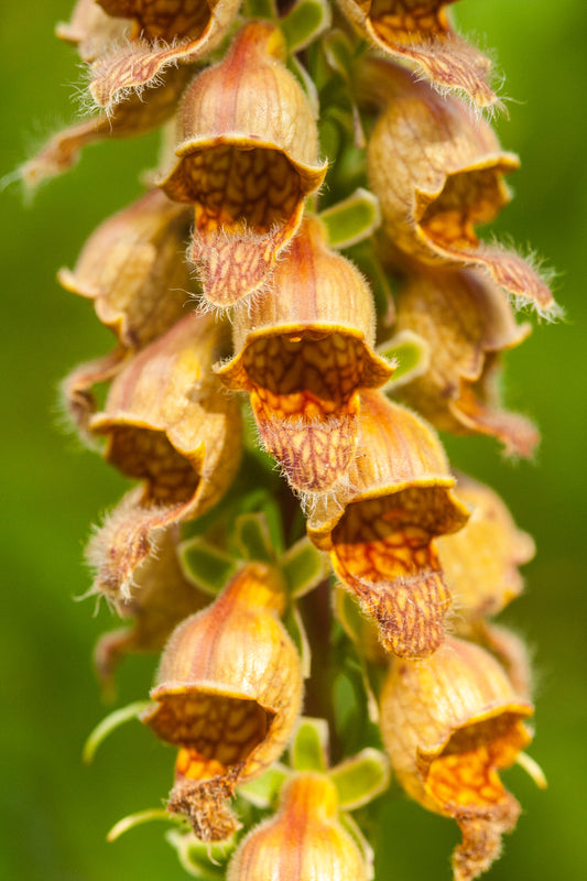 50 RUSTY FOXGLOVE Hummingbird Flower Digitalis Ferruginea Yellow Herald Seeds