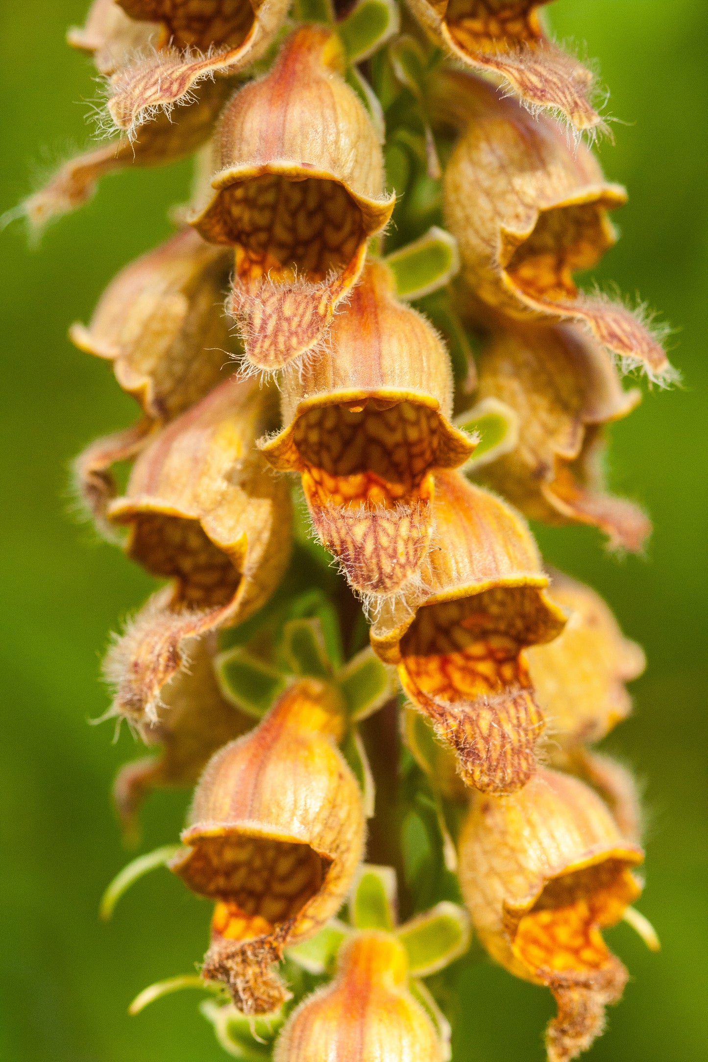 1000 Seeds MIXED FOXGLOVE Digitalis Purpurea Flower Seeds