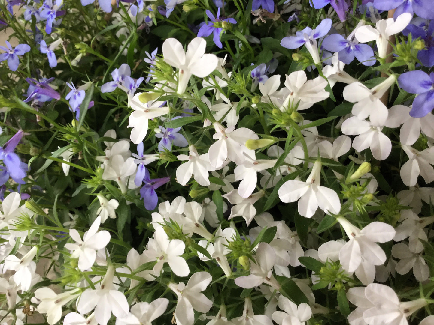 200 WHITE LOBELIA REGATTA Erinus Flower Seeds