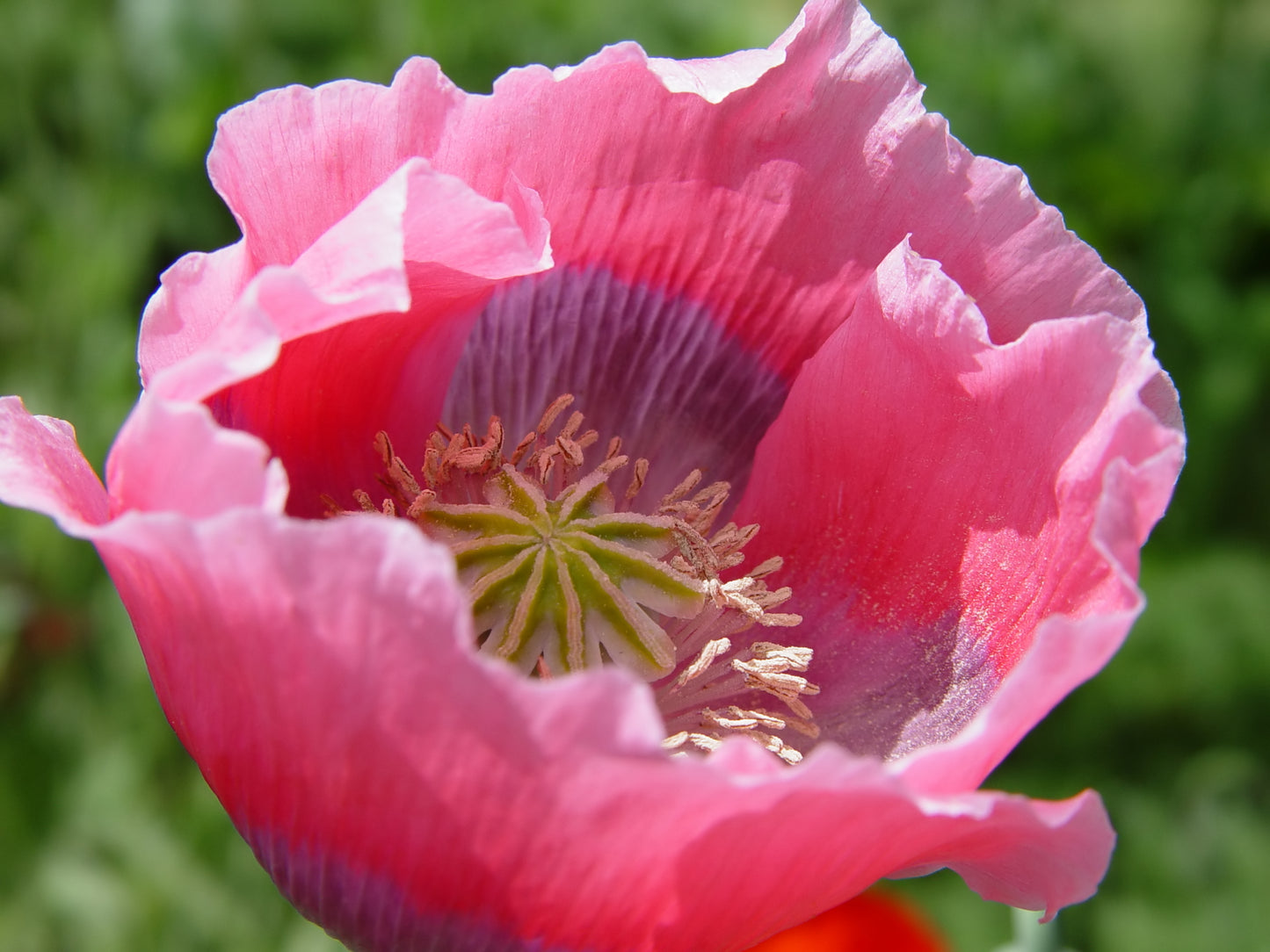 100 HENS and CHICKS Poppy Hens & Chickens Breadseed Lettuce Leaf Papaver Somniferum Flower Seeds