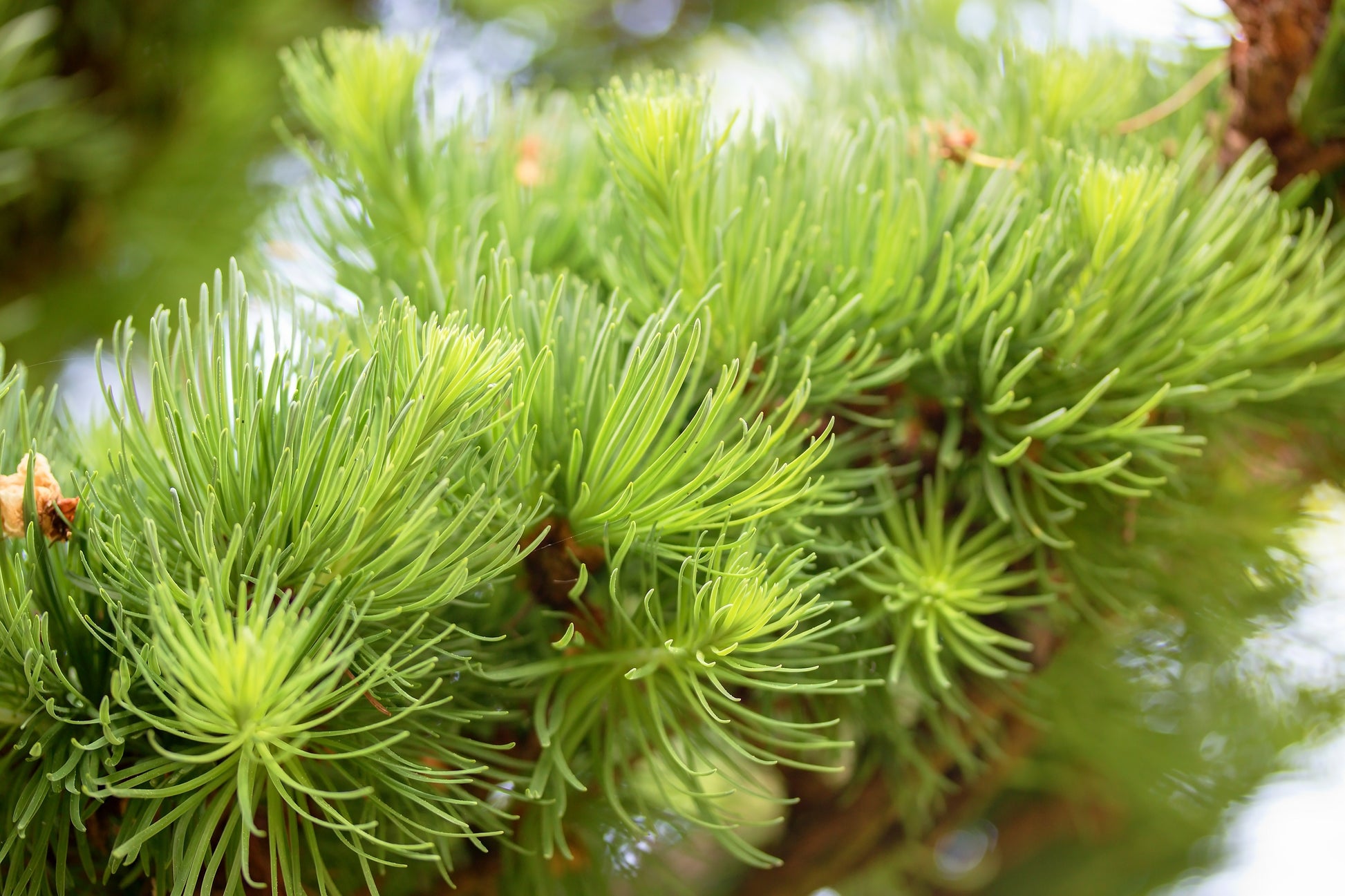 25 JAPANESE LARCH TREE Conifer Pine Cones Bonsai Larix Kaempferi Seeds –  Seedville USA