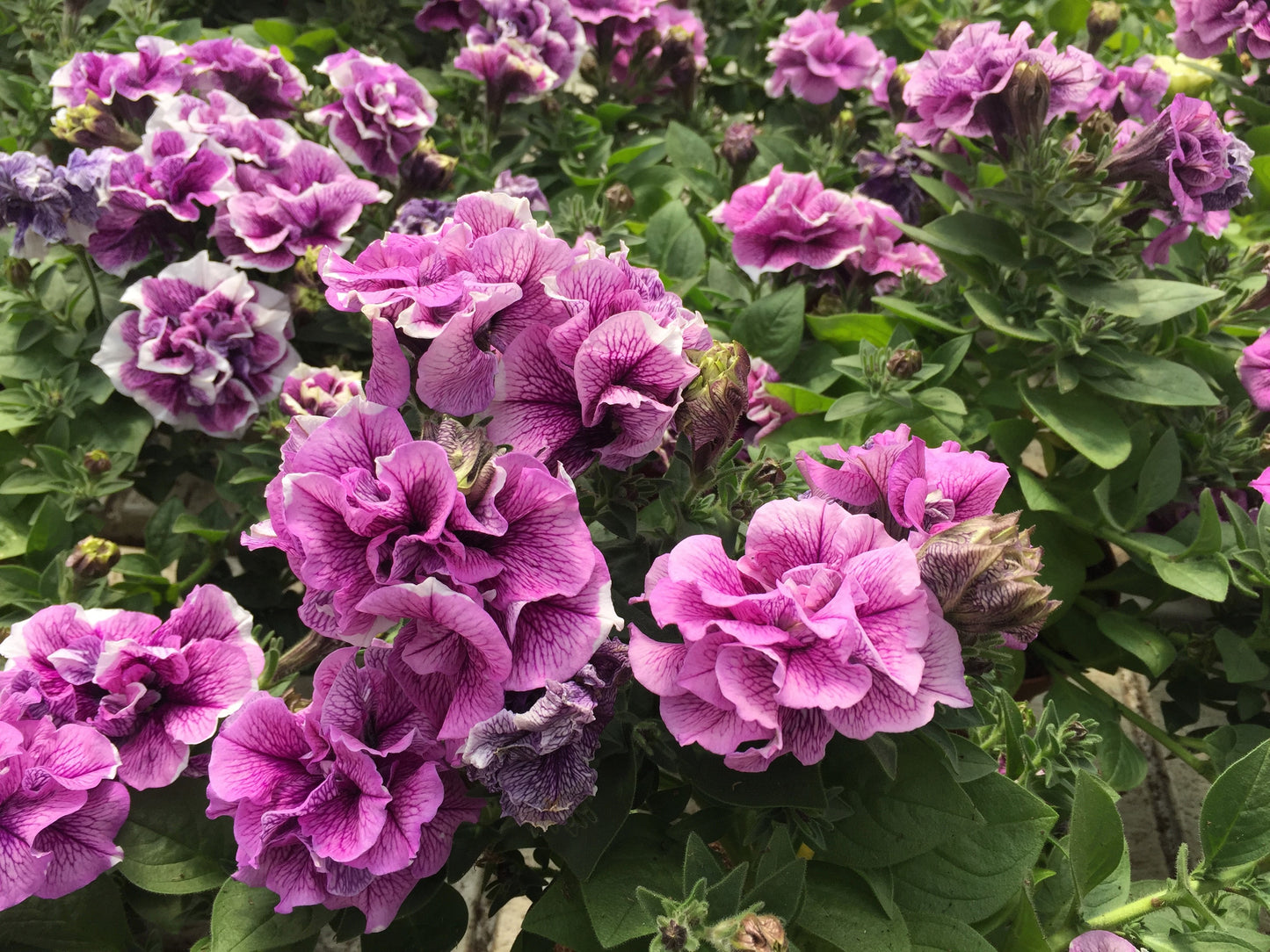 20 DOUBLE MIX PETUNIA Floribunda Red Pink Purple Flower Seeds