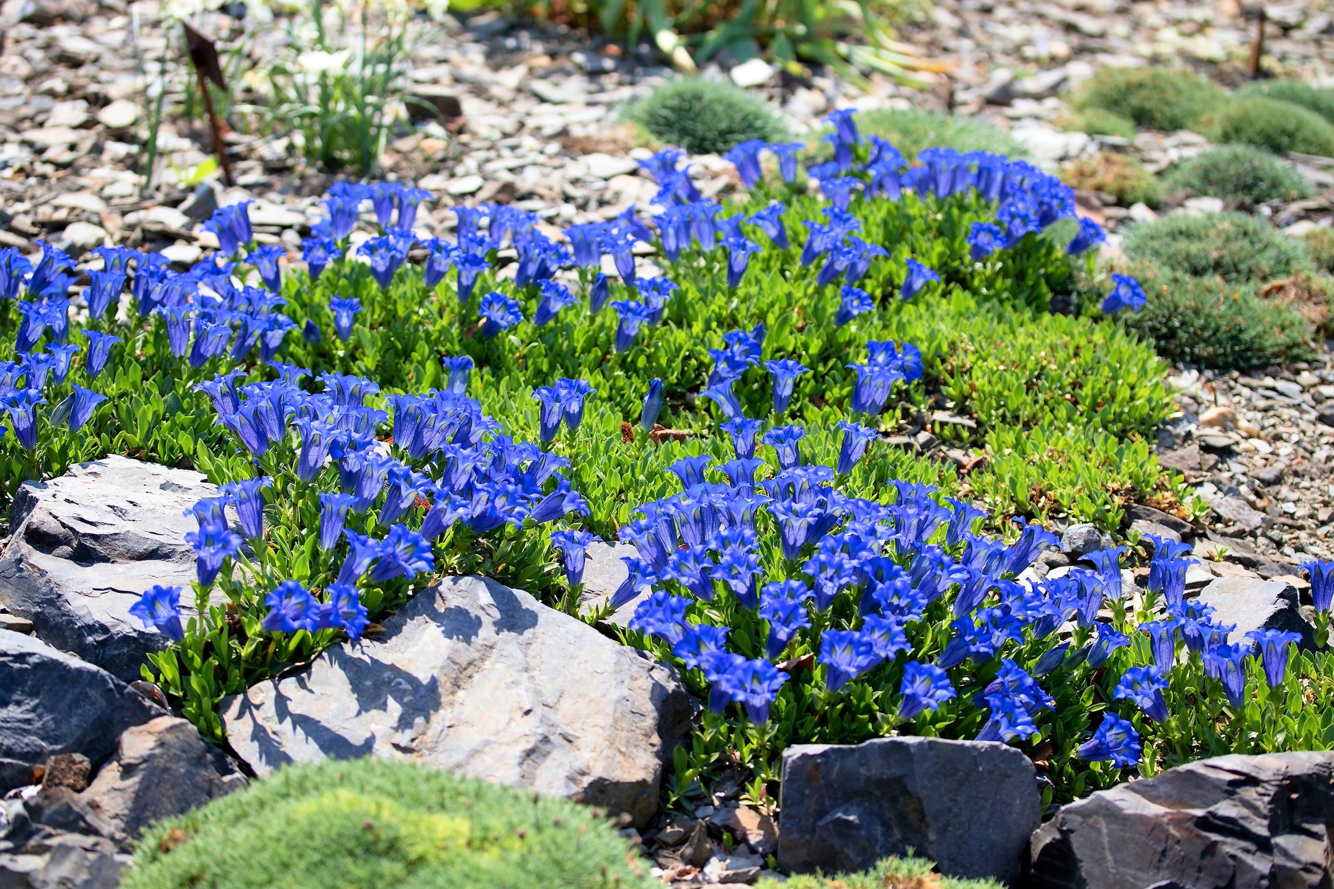 gentiana urnula succulent 15 Blue STEMLESS GENTIAN Gentiana Acaulis Kochiana Flower Seeds – Seedville USA