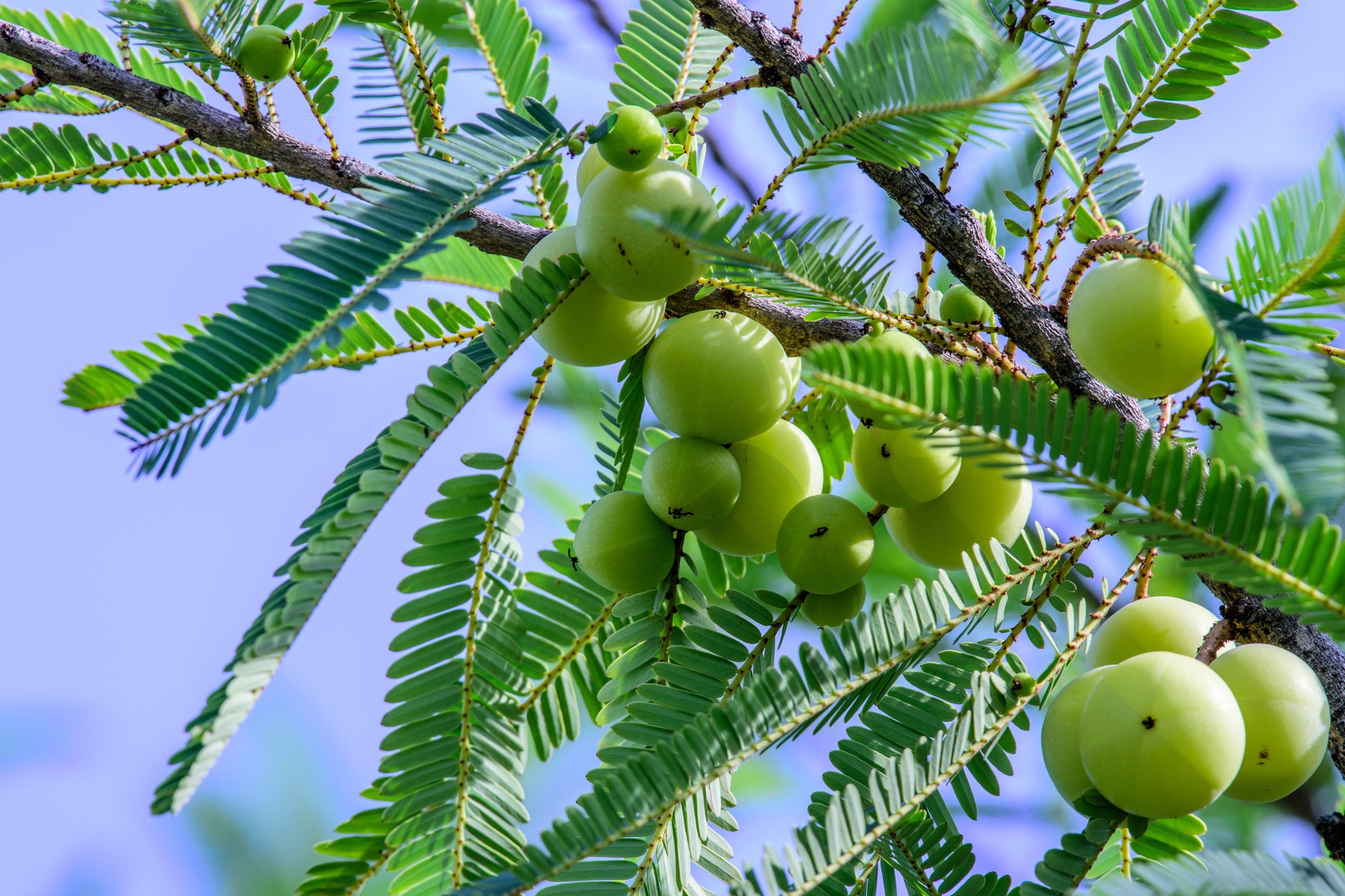 gooseberry plant from seed 10 INDIAN GOOSEBERRY Phyllanthus Emblica Emblic Edible Fruit Tree Seeds