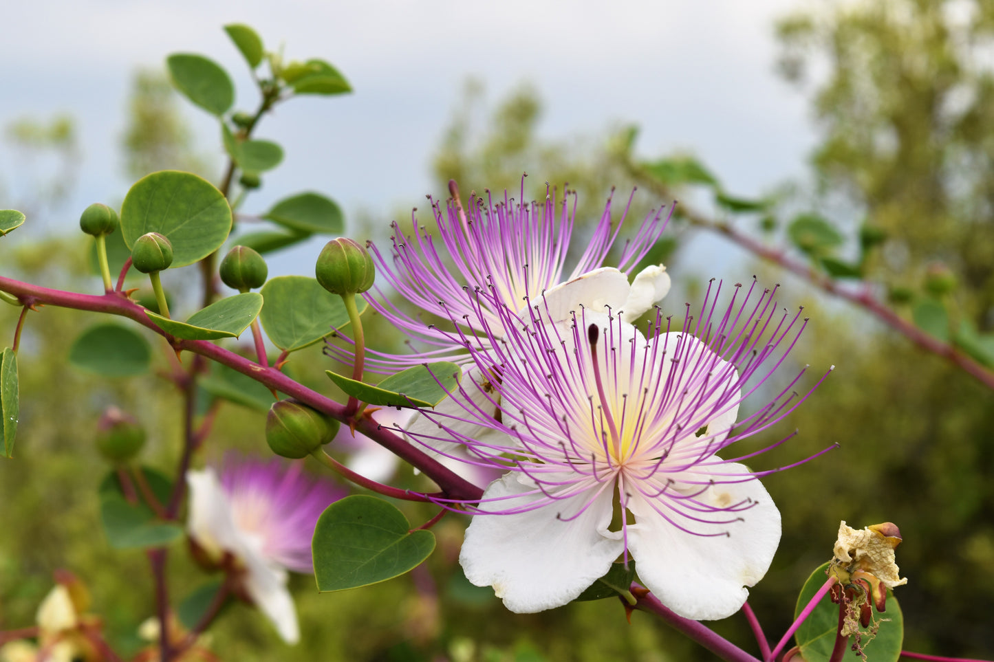 20 CAPER BUSH Edible Capers Flinders Rose Flower Capparis Spinosa Shrub Seeds