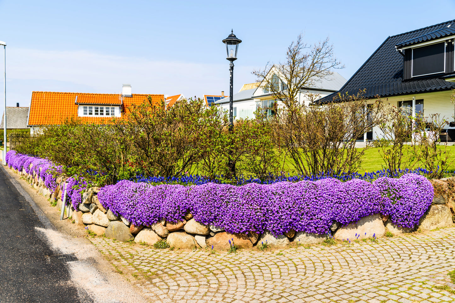 500 PURPLE ROCKCRESS Rock Cress Aubrieta Deltoidea Flower Seeds