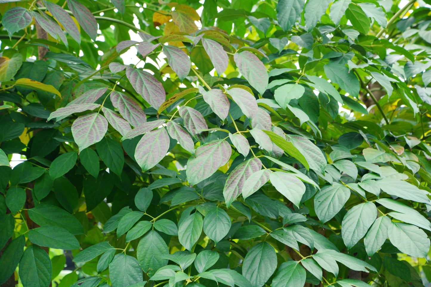 20 INDIAN TRUMPET Flower TREE (Midnight Horror / Broken Bones Plant / Tree of Damocles) Oroxylum Indicum Seeds