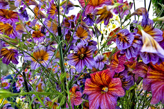 200 Mixed Colors PAINTED TONGUE (Velvet Trumpet Flower) Salpiglossis Grandiflora Virgiana Flower Seeds
