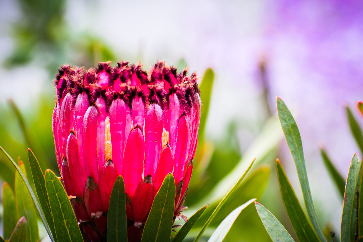 5 QUEEN PROTEA Magnifica Sugarbush Rare 8" Flower Seeds