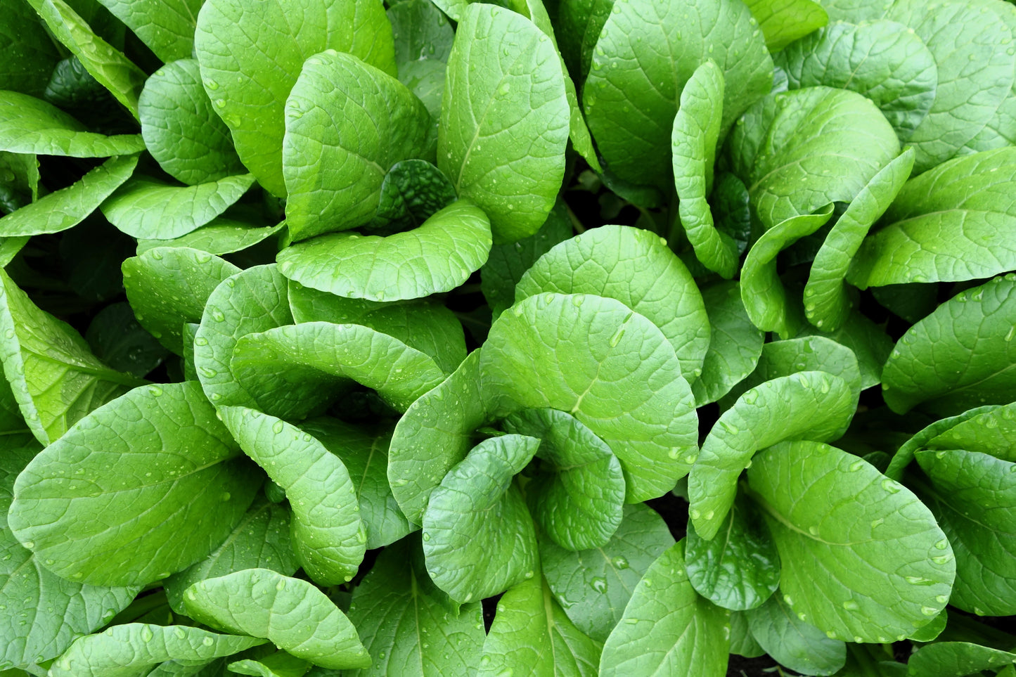 1500 SPINACH MUSTARD TENDERGREEN Komatsuna Greens Brassica Rapa Vegetable Seeds