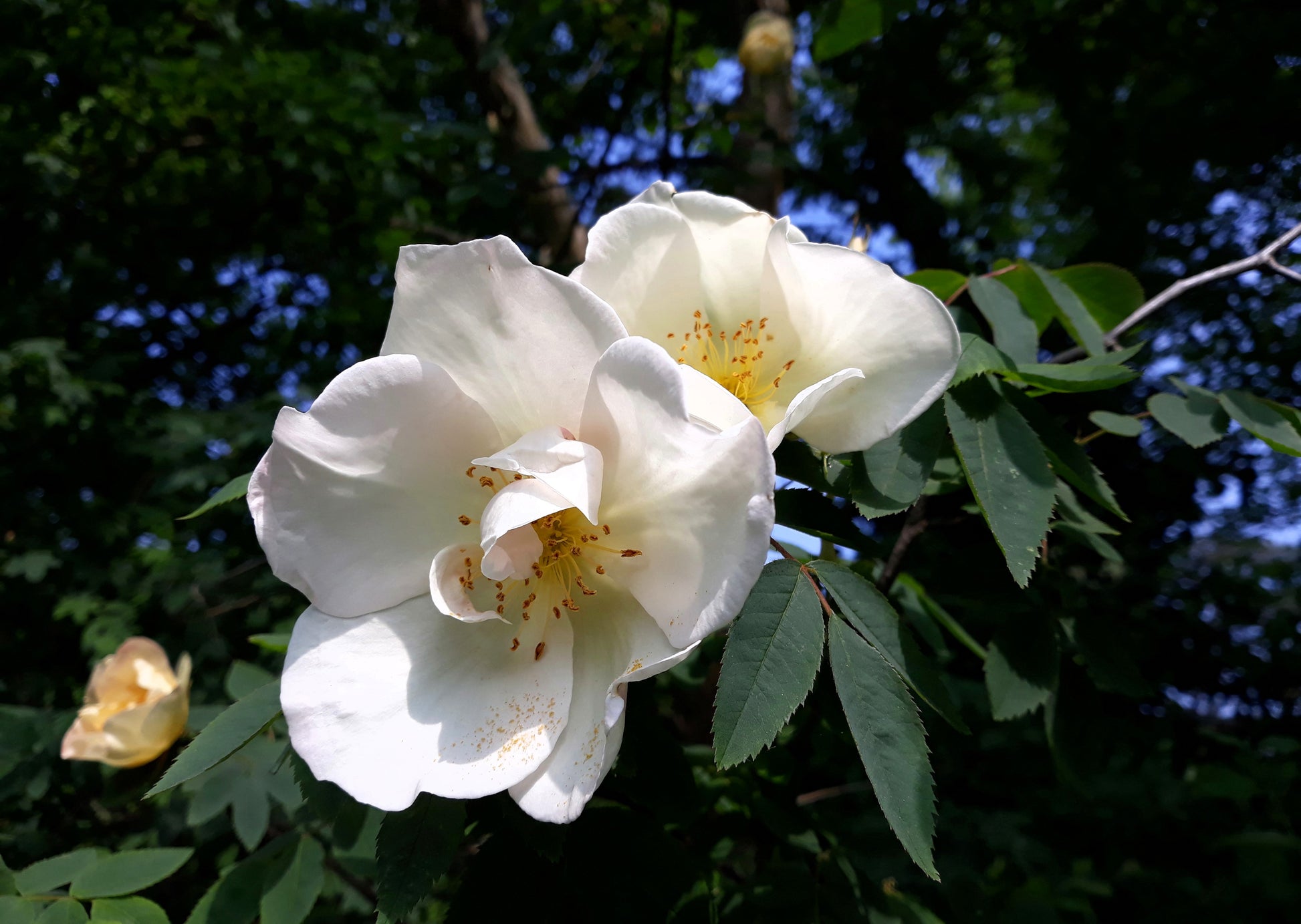 10 WHITE JAPANESE ROSE Rosa Rugosa Alba Bush Rugosa Rose Flower Seeds –  Seedville USA