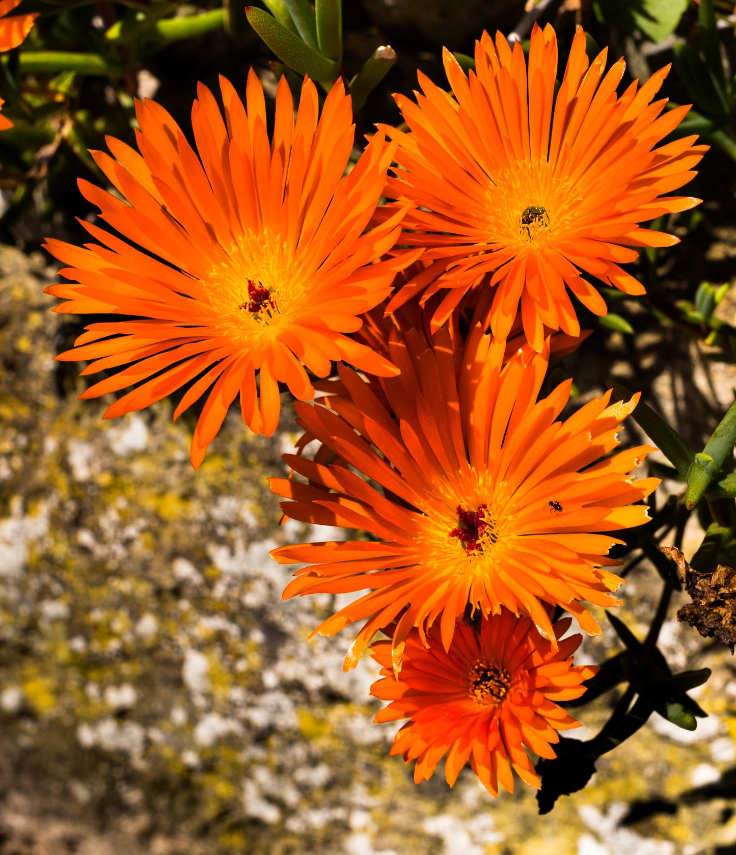 100 Gelato ORANGE ICE PLANT Mesembryanthemum Livingstone Daisy Flower Seeds