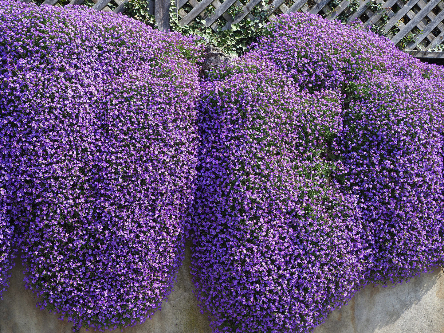 400 RAINBOW ROCKCRESS Rock Cress Large Flowered Aubrieta Cultorum Flower Seeds