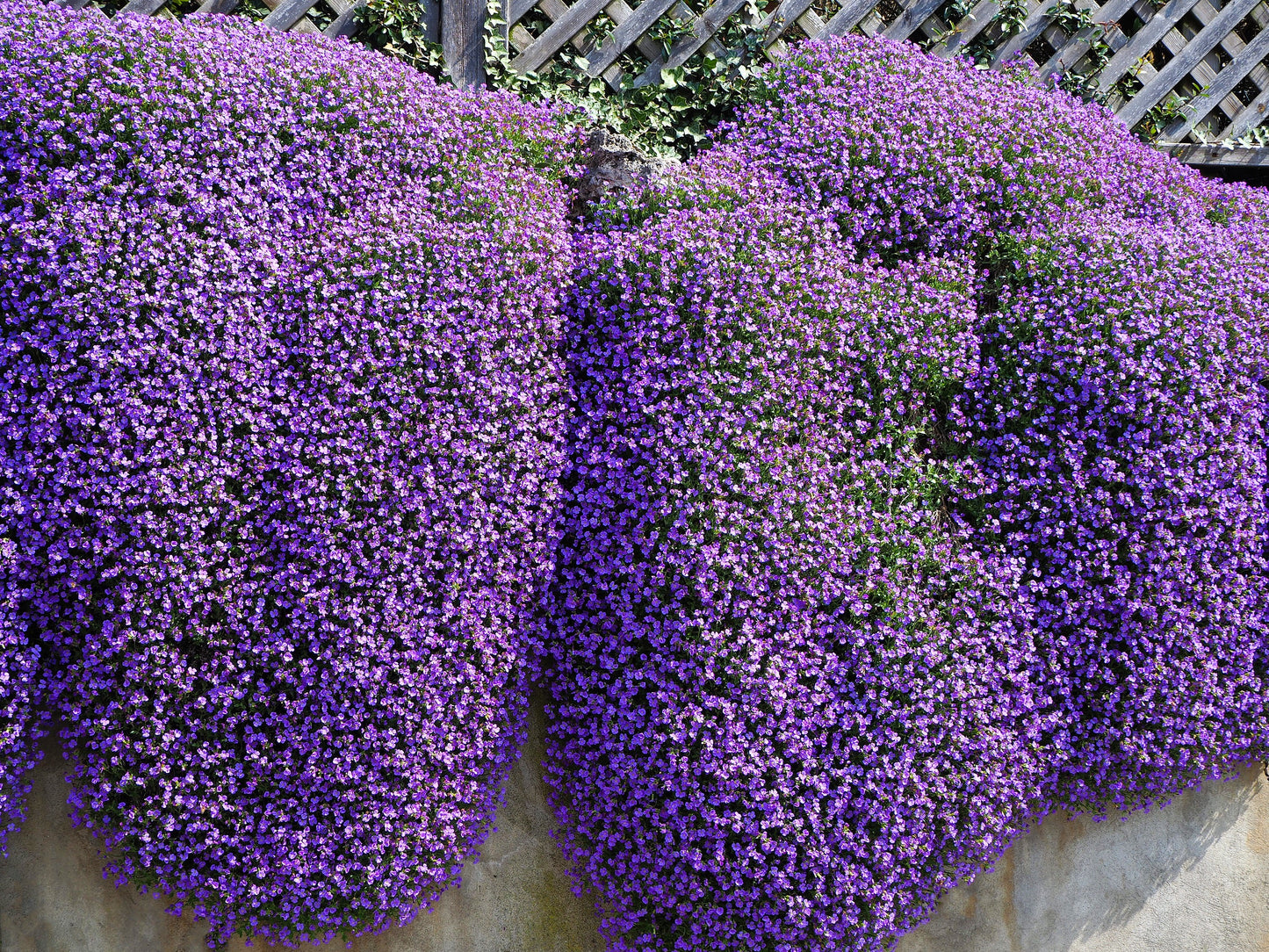 500 PURPLE ROCKCRESS Rock Cress Aubrieta Deltoidea Flower Seeds