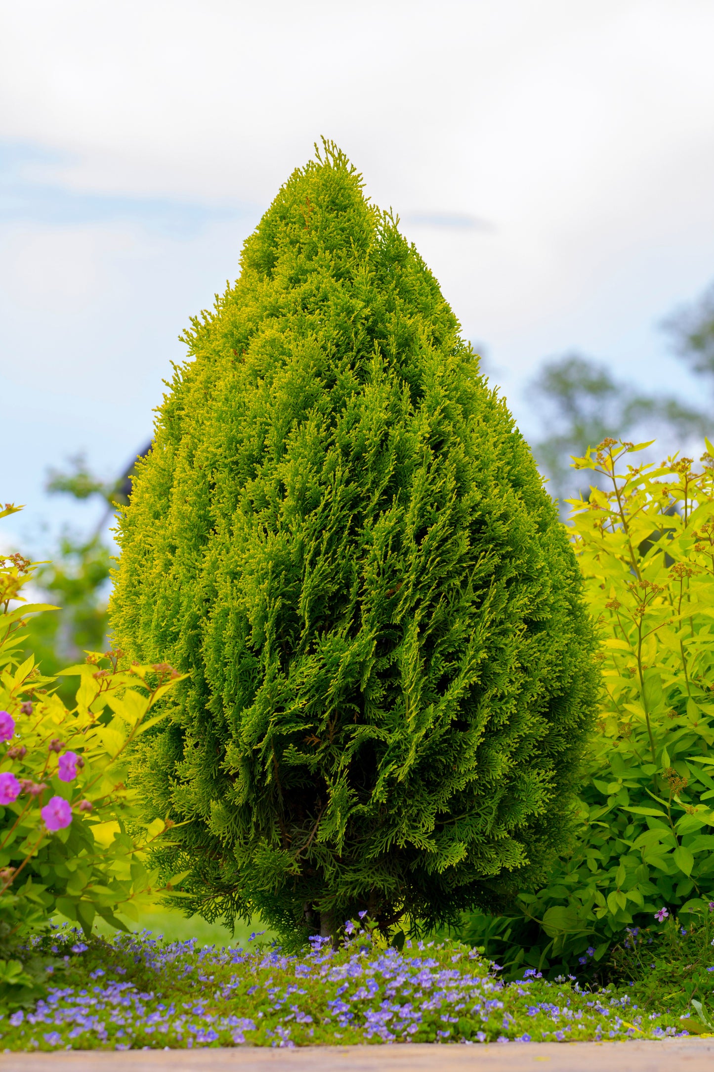 25 THUJA TREE Cedar Thuja Occidentalis Conifer Seeds