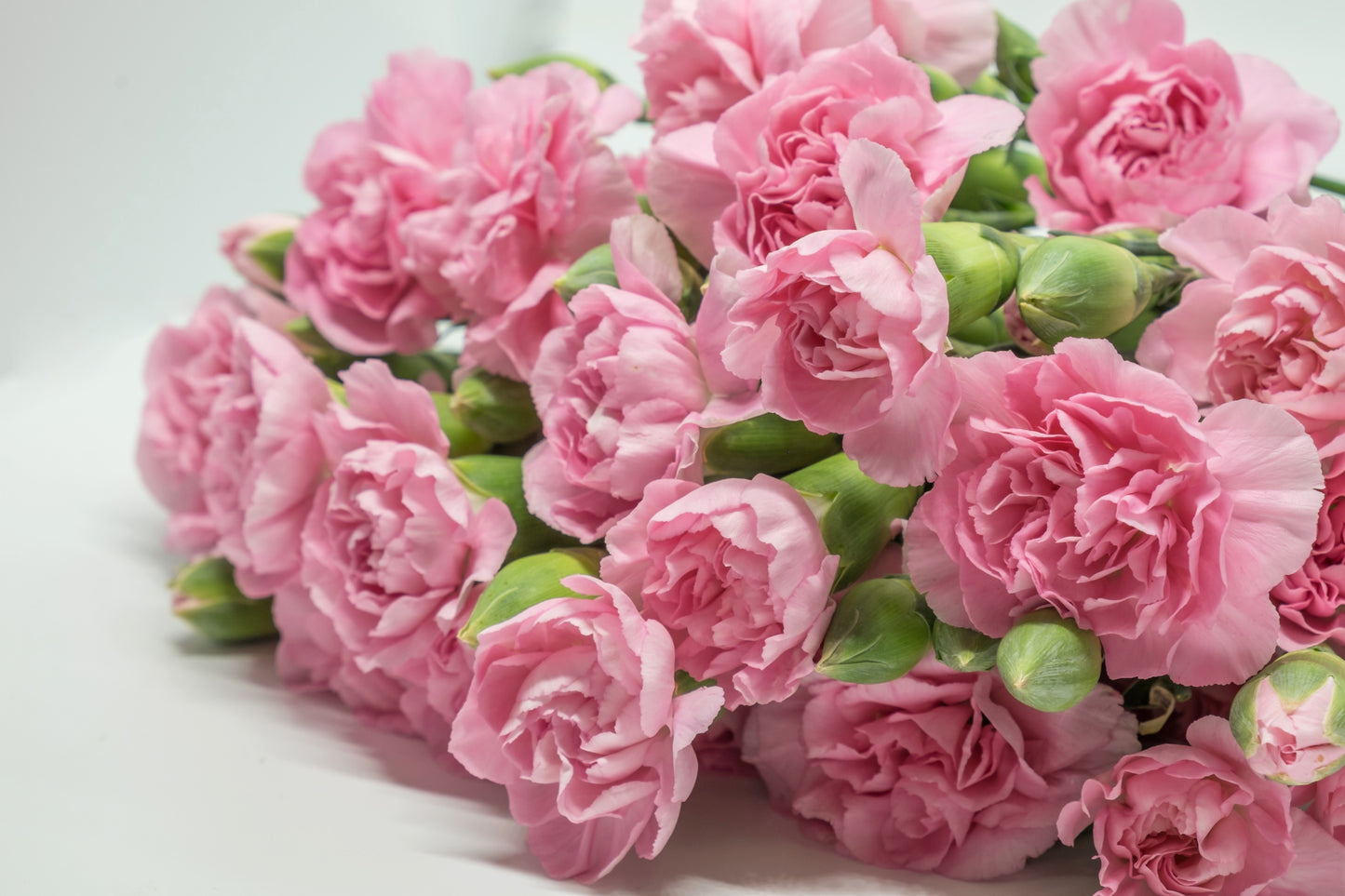 50 La France PINK CARNATION Dianthus Caryophyllus Chabaud Flower Seeds