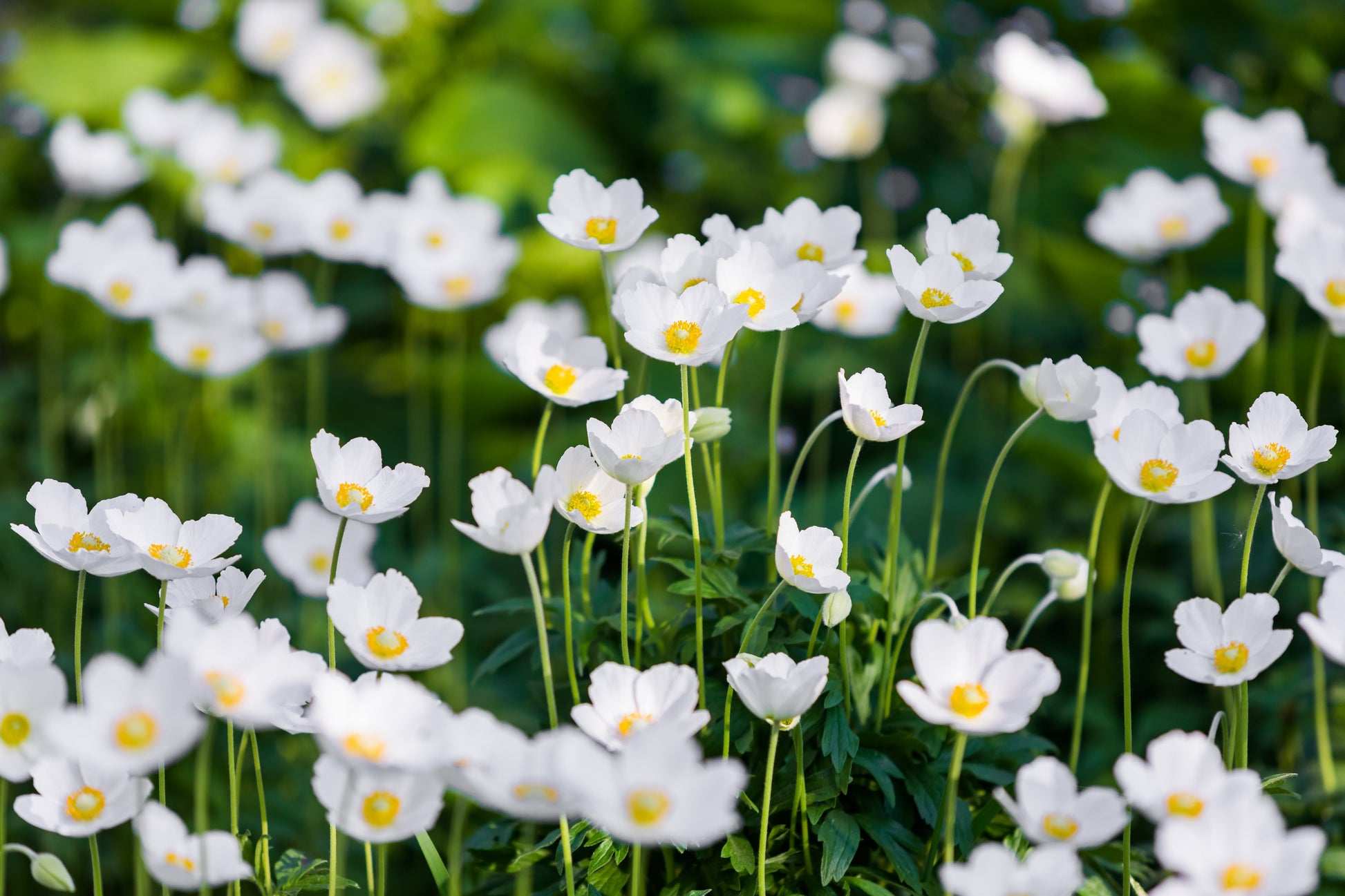 white anemone flower seeds 5 MADONNA ANEMONE Sylvestris White & Yellow Flower Seeds