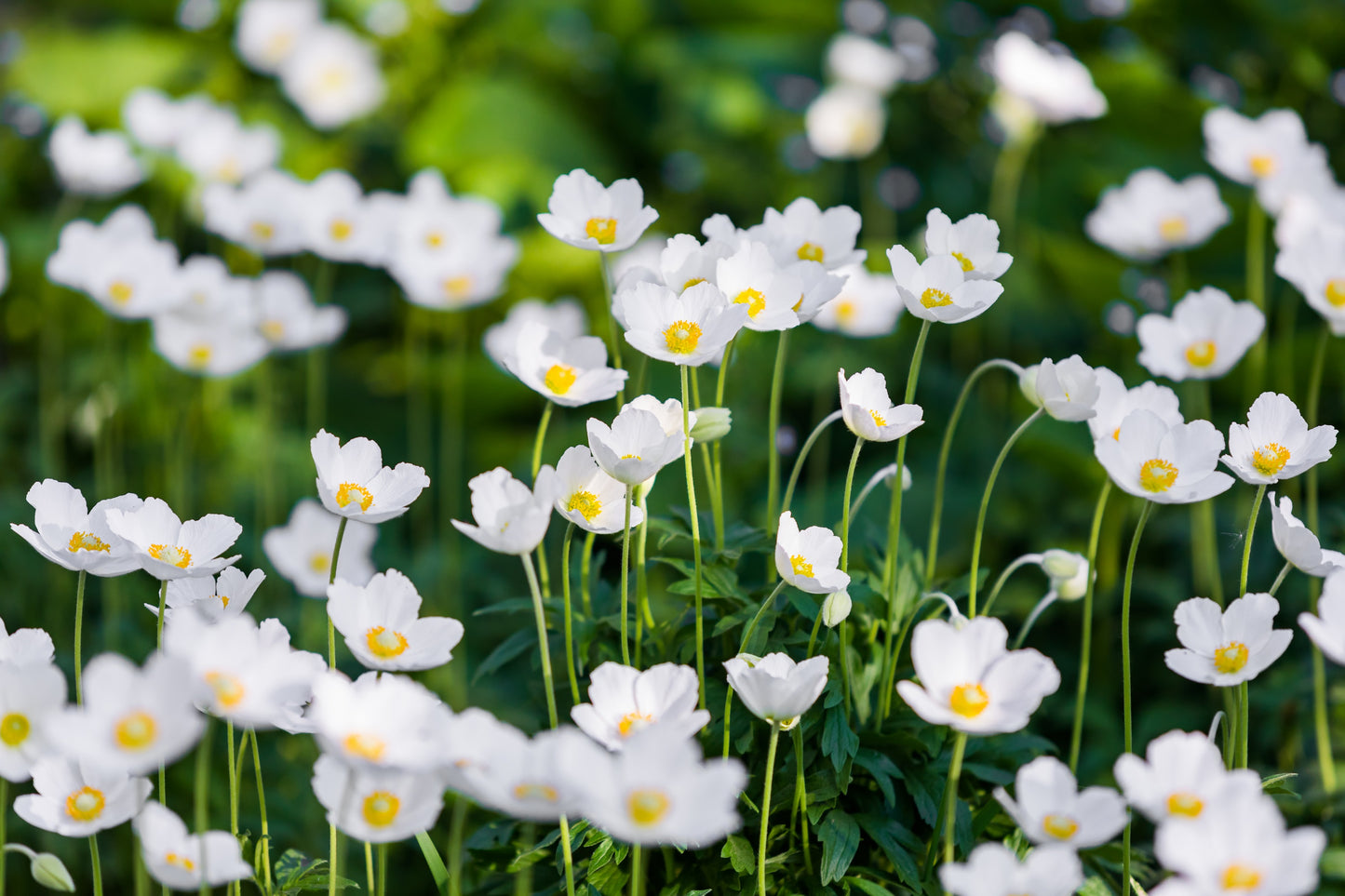 5 MADONNA ANEMONE Sylvestris White & Yellow Flower Seeds