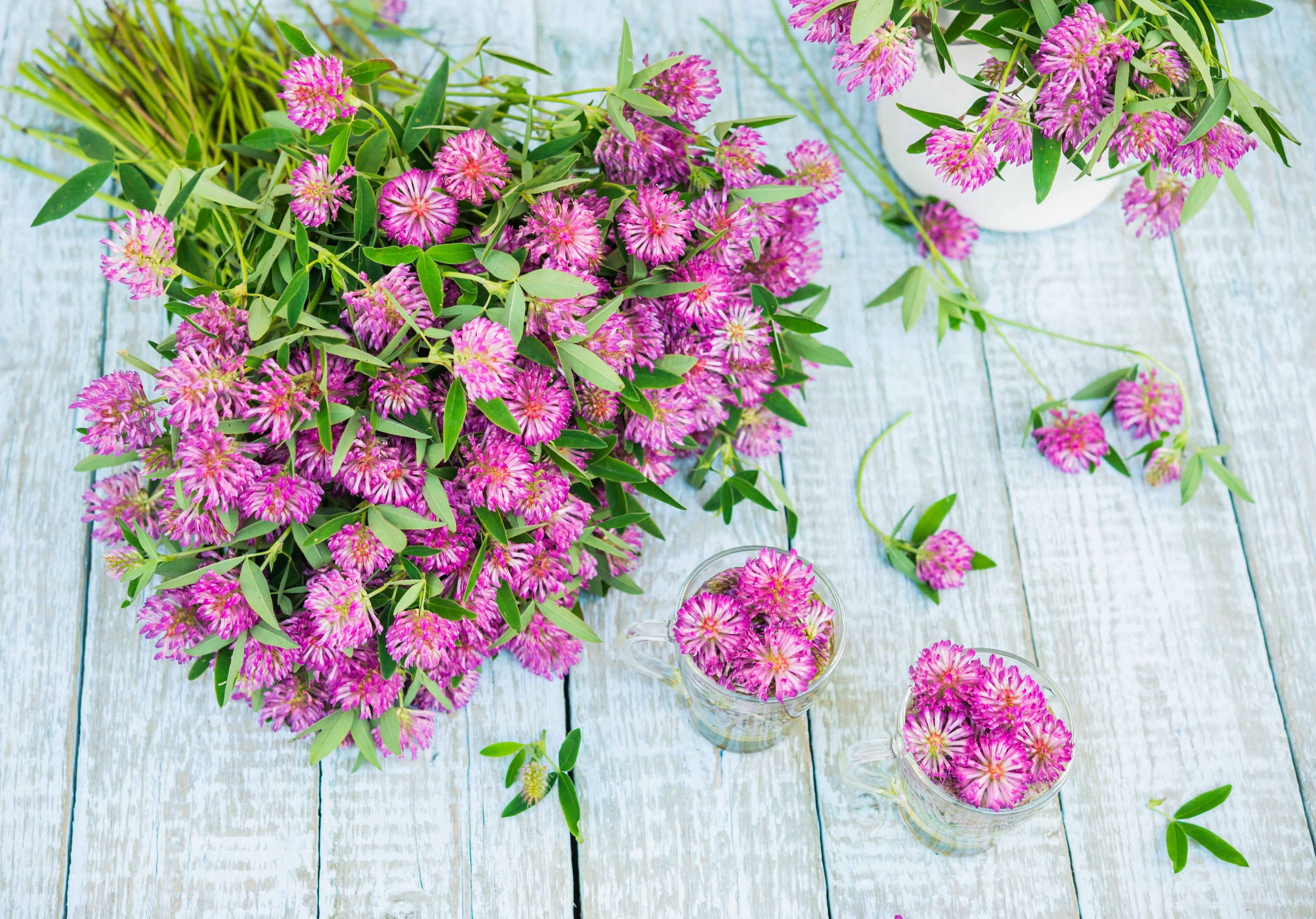 1500 RED CLOVER Monarchs Trifolium Pratense Rose Mauve Flower