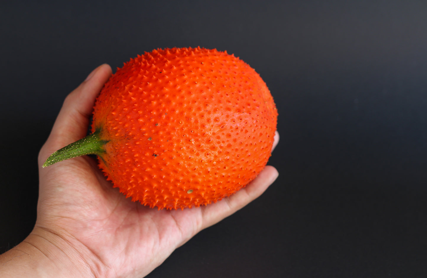 2 GAC FRUIT Gac Melon Vine Momordica Cochinchinensis Seeds