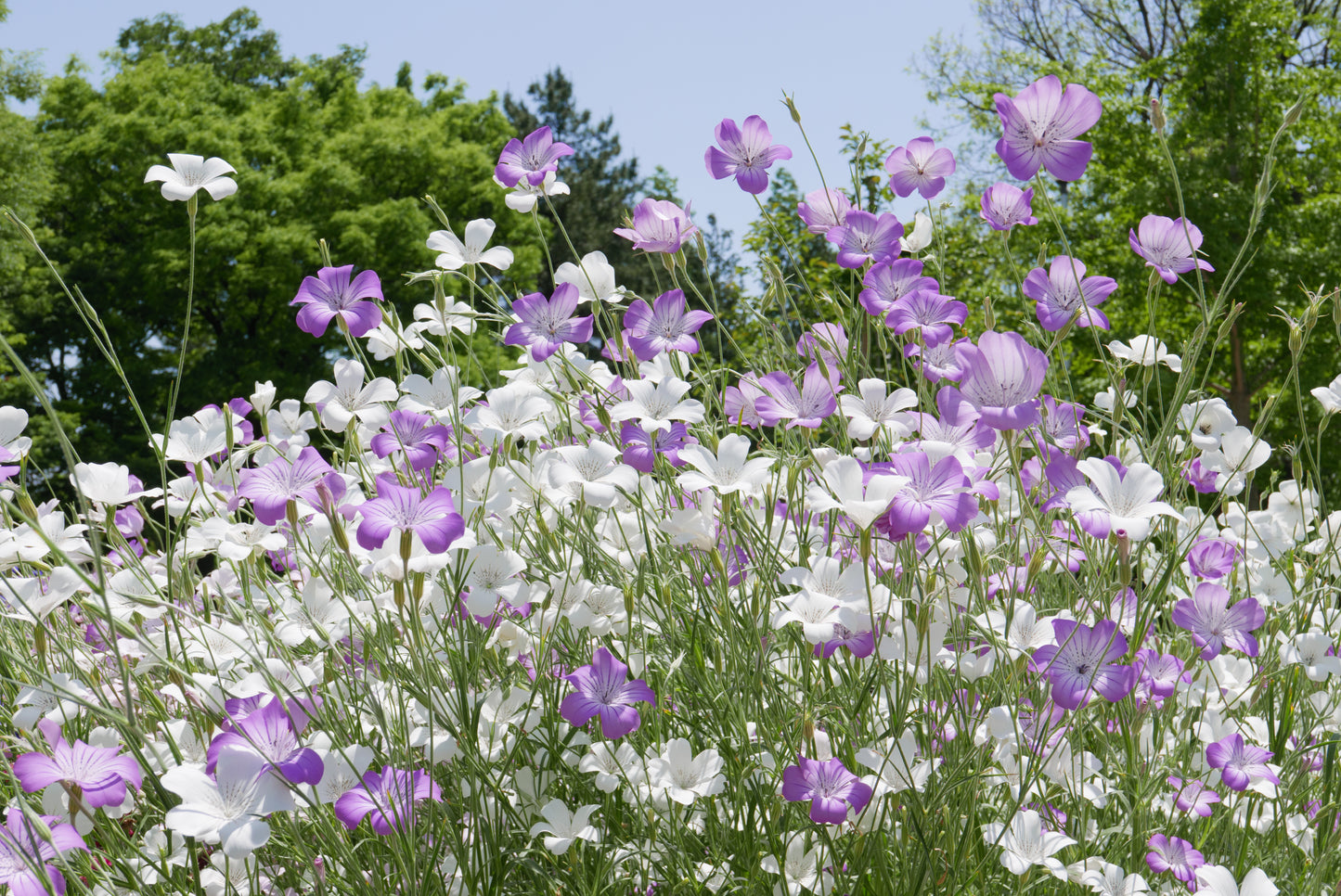 50 Bianca WHITE CORN COCKLE Agrostemma Githago Flower Seed