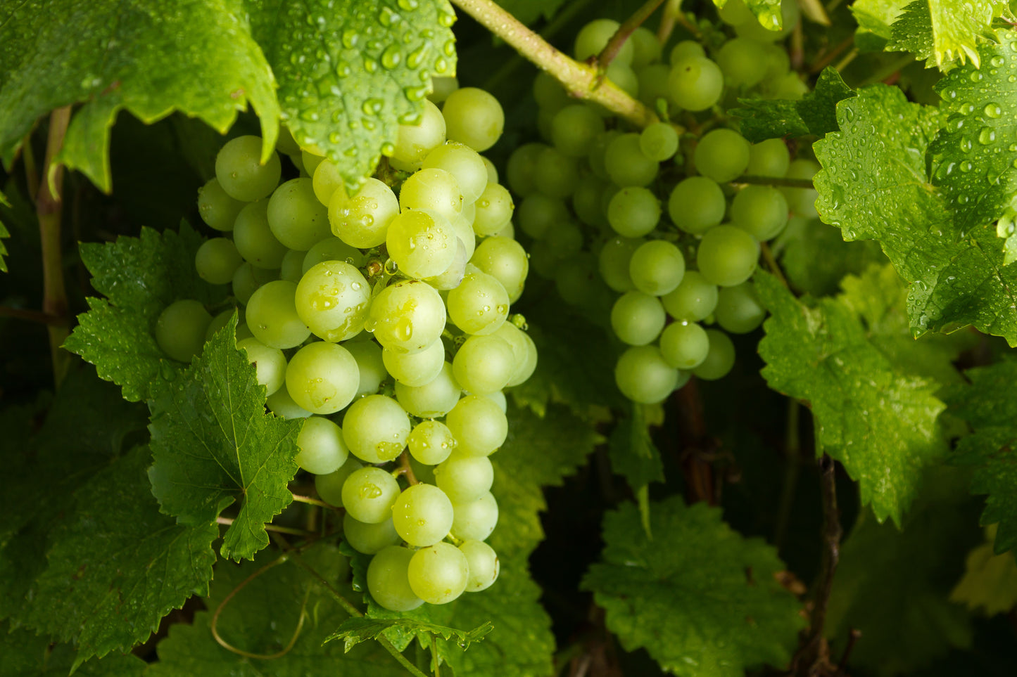 50 GREEN (Dessert / Table) GRAPE Vitis Vinifera Fruit Vine Seeds