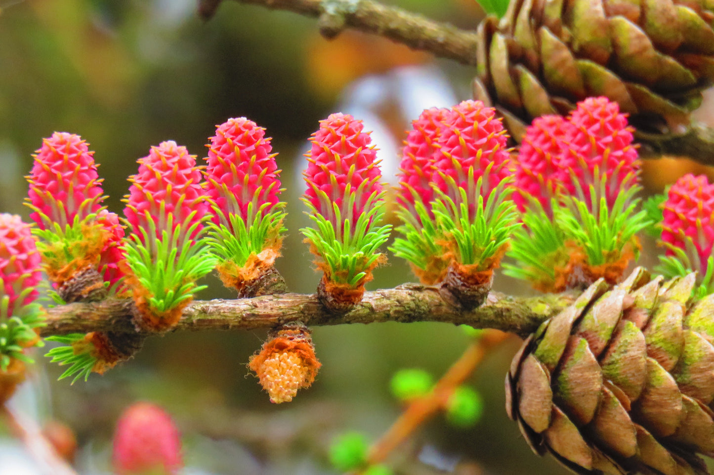 25 EUROPEAN LARCH TREE Pine Pinetree Evergreen Larix Decidua Seeds