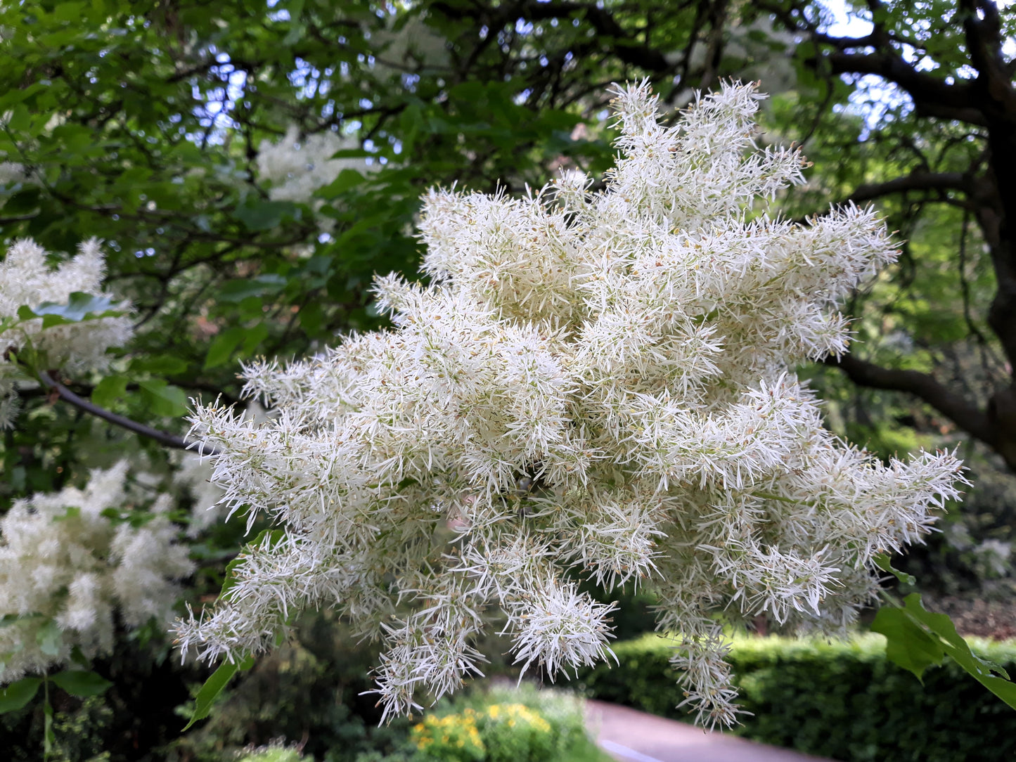 3 FRINGE TREE Chionanthus Virginicus Old Man's Beard White Flower Seeds