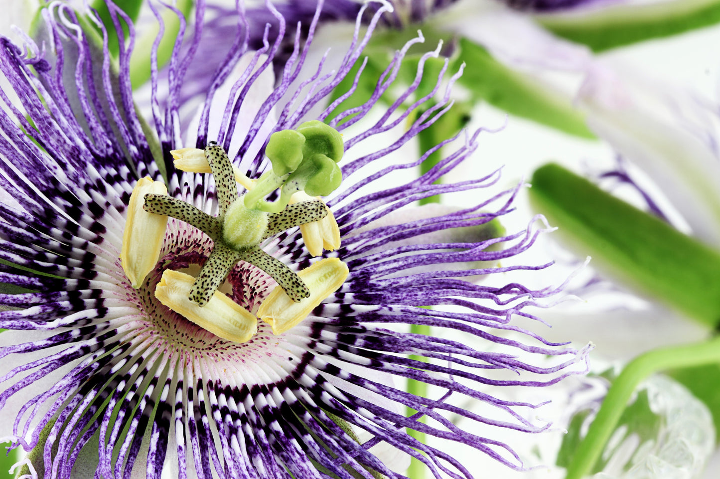 20 PURPLE PASSION FRUIT Passionflower Granadilla Passiflora Edulis Flower Vine Seeds