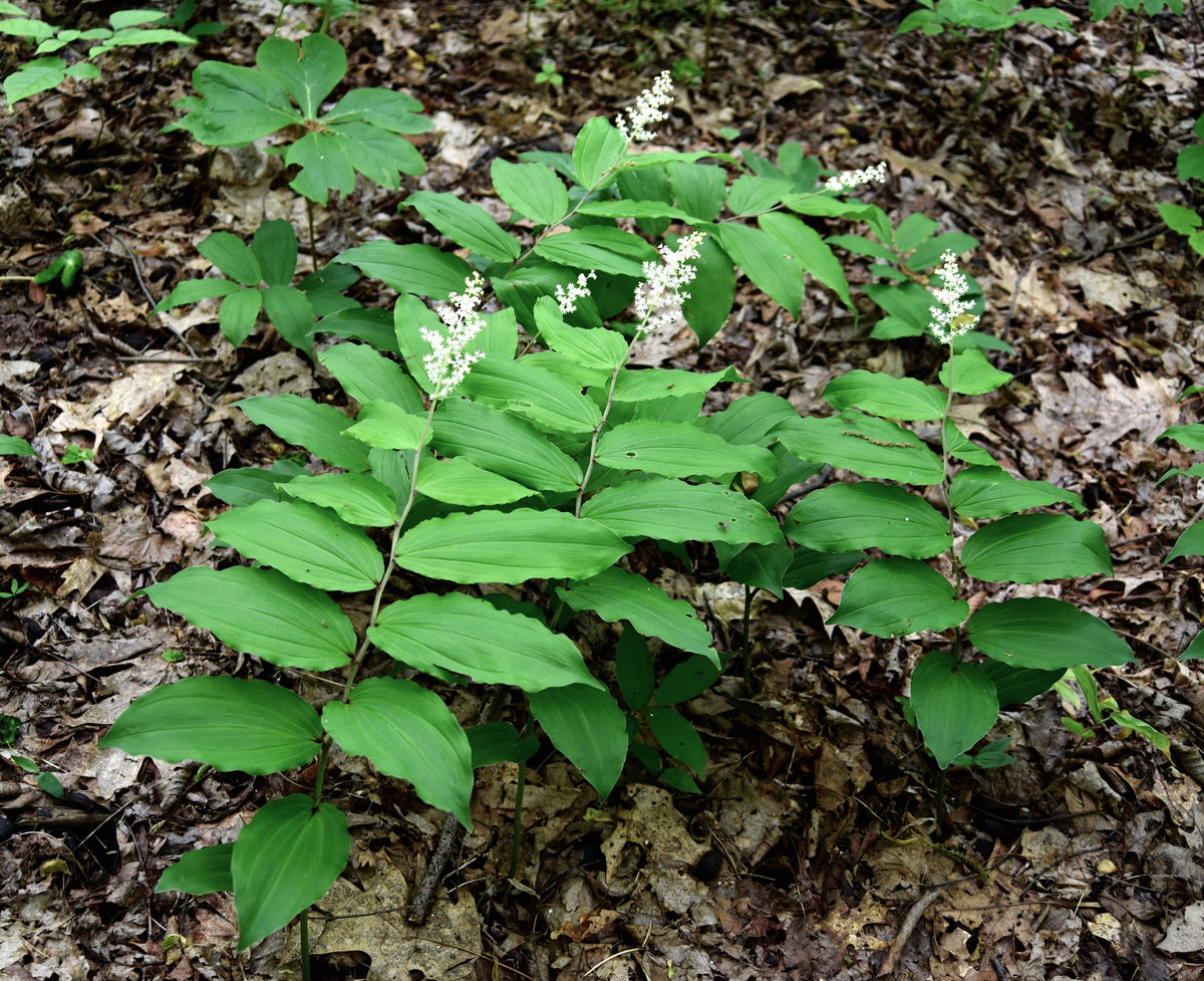 10 SOLOMON'S SPIKE White Western False Seal Maianthemum Racemosum Flower Seeds