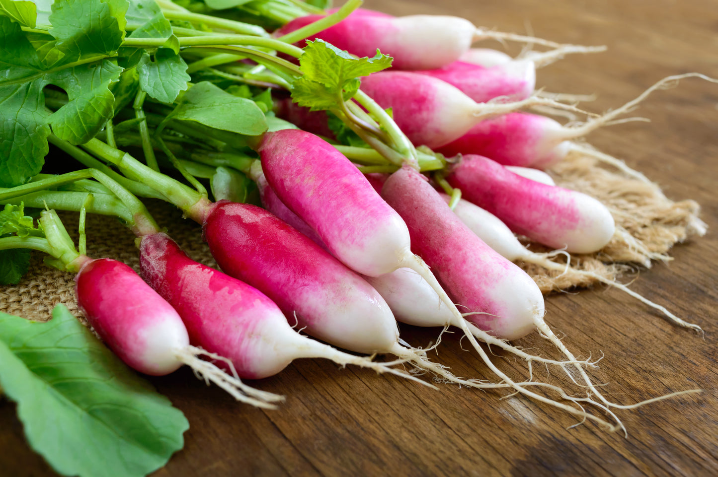 750 FRENCH BREAKFAST RADISH Raphanus Sativus Vegetable Seeds