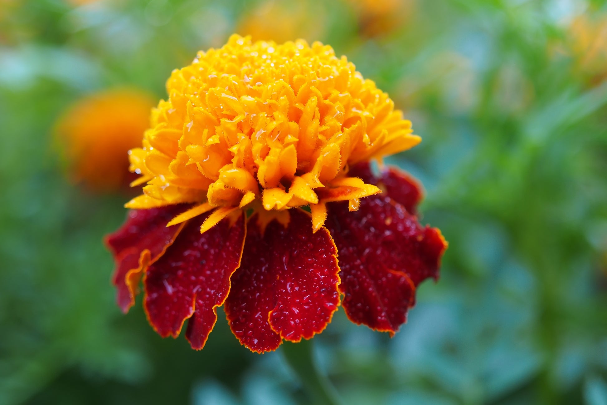eden brothers french marigold seeds orange flame 250 DWARF DOUBLE MARIGOLD ' Orange Flame ' Tagetes Patula French Red Flower Seeds