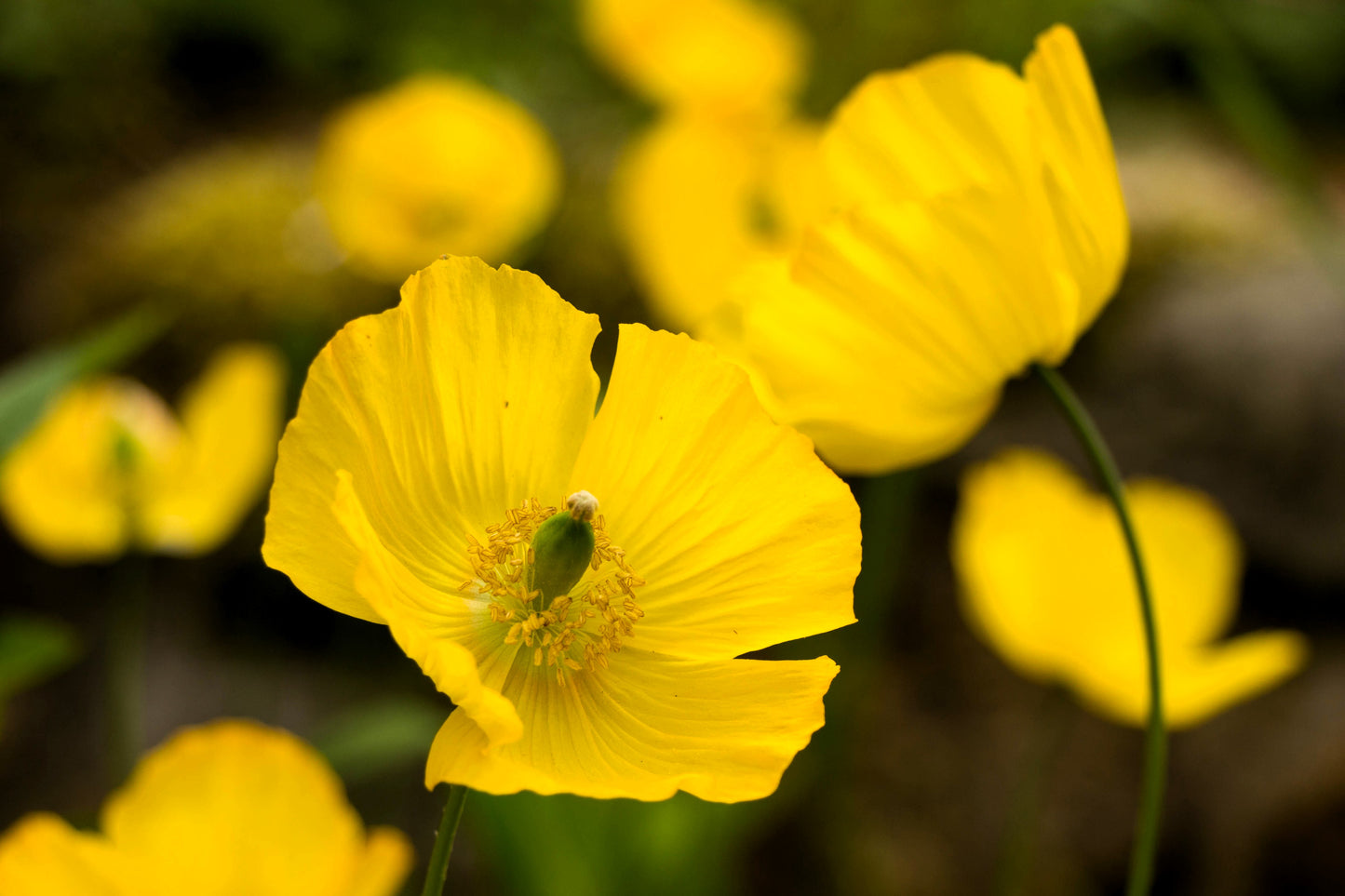 20 Yellow WELSH POPPY Meconopsis Papaver Cambricum Perennial Shade Flower Seeds