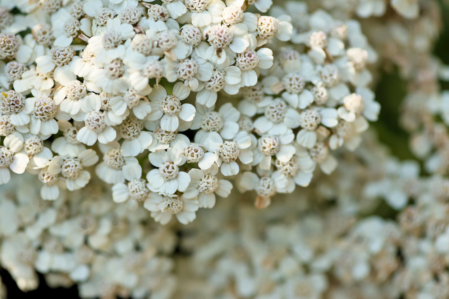 1000 WHITE YARROW Achillea Millefolium Flower Seeds