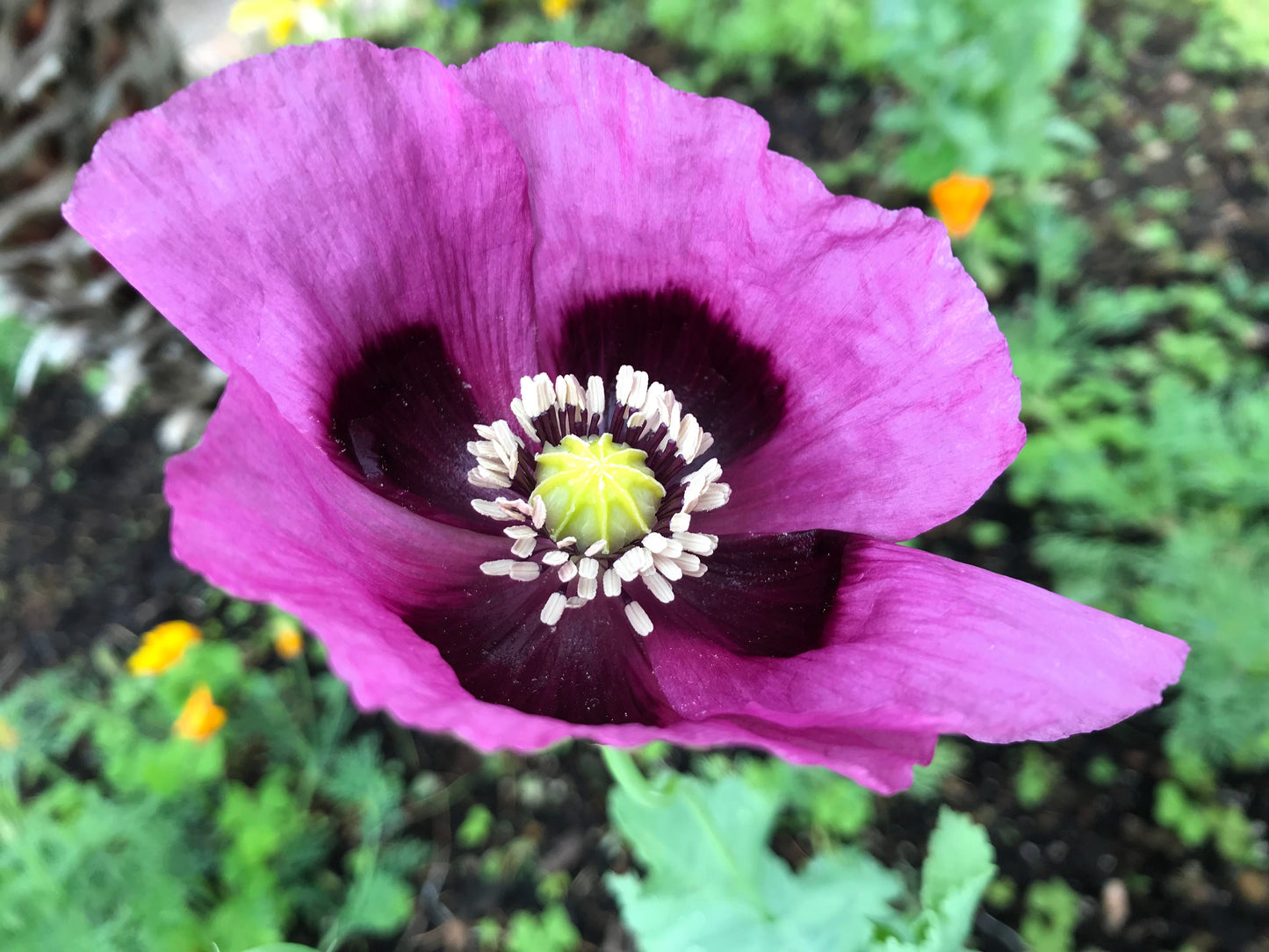 400 PERSIAN BLUE POPPY Papaver Somniferum Flower Seeds