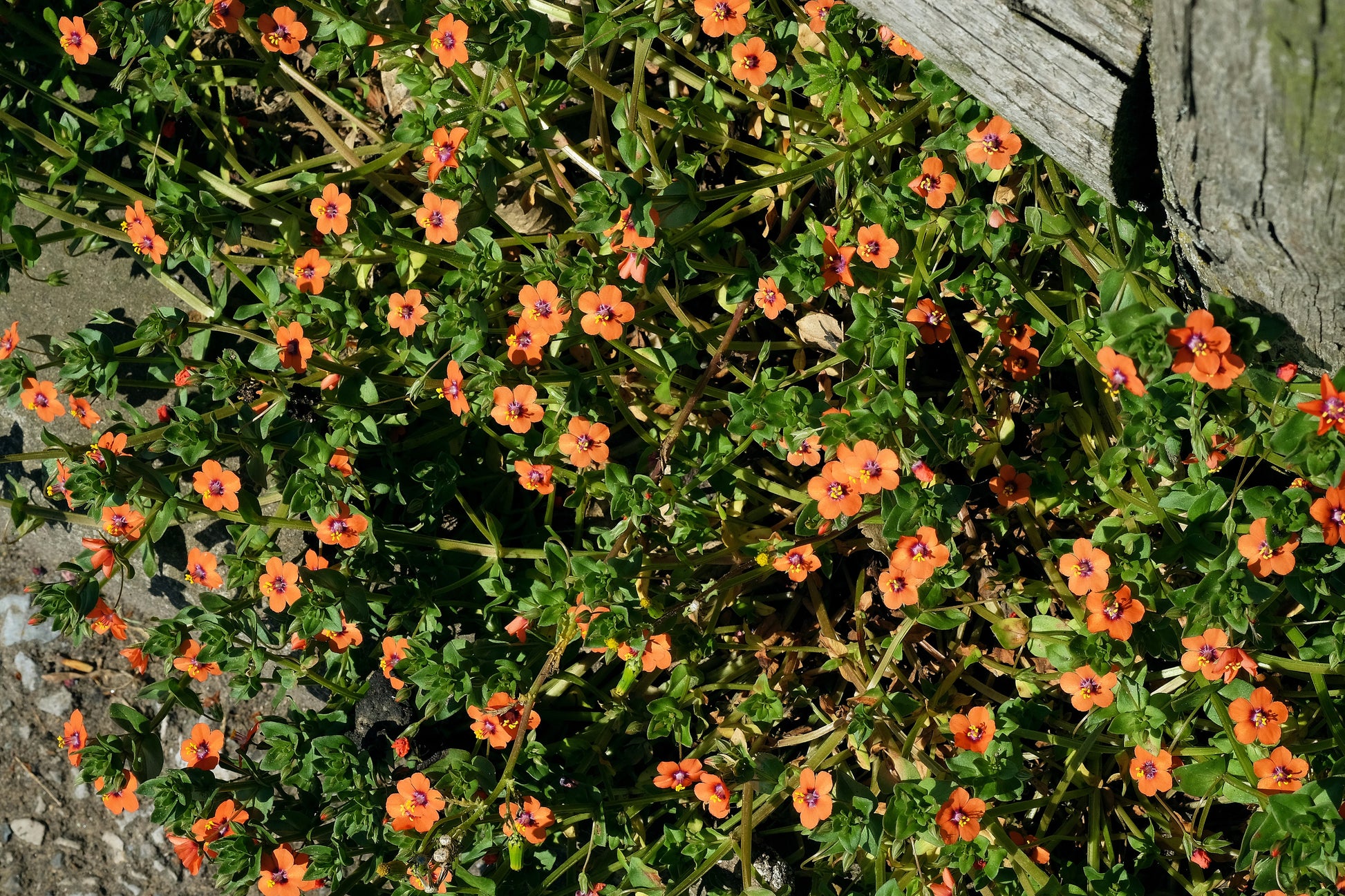 scarlet pimpernel flower seeds 100 SCARLET PIMPERNEL (Adders Eyes) Anagallis Arvensis Flower Seeds