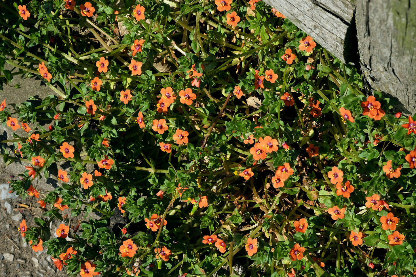 100 SCARLET PIMPERNEL (Adders Eyes) Anagallis Arvensis Flower Seeds