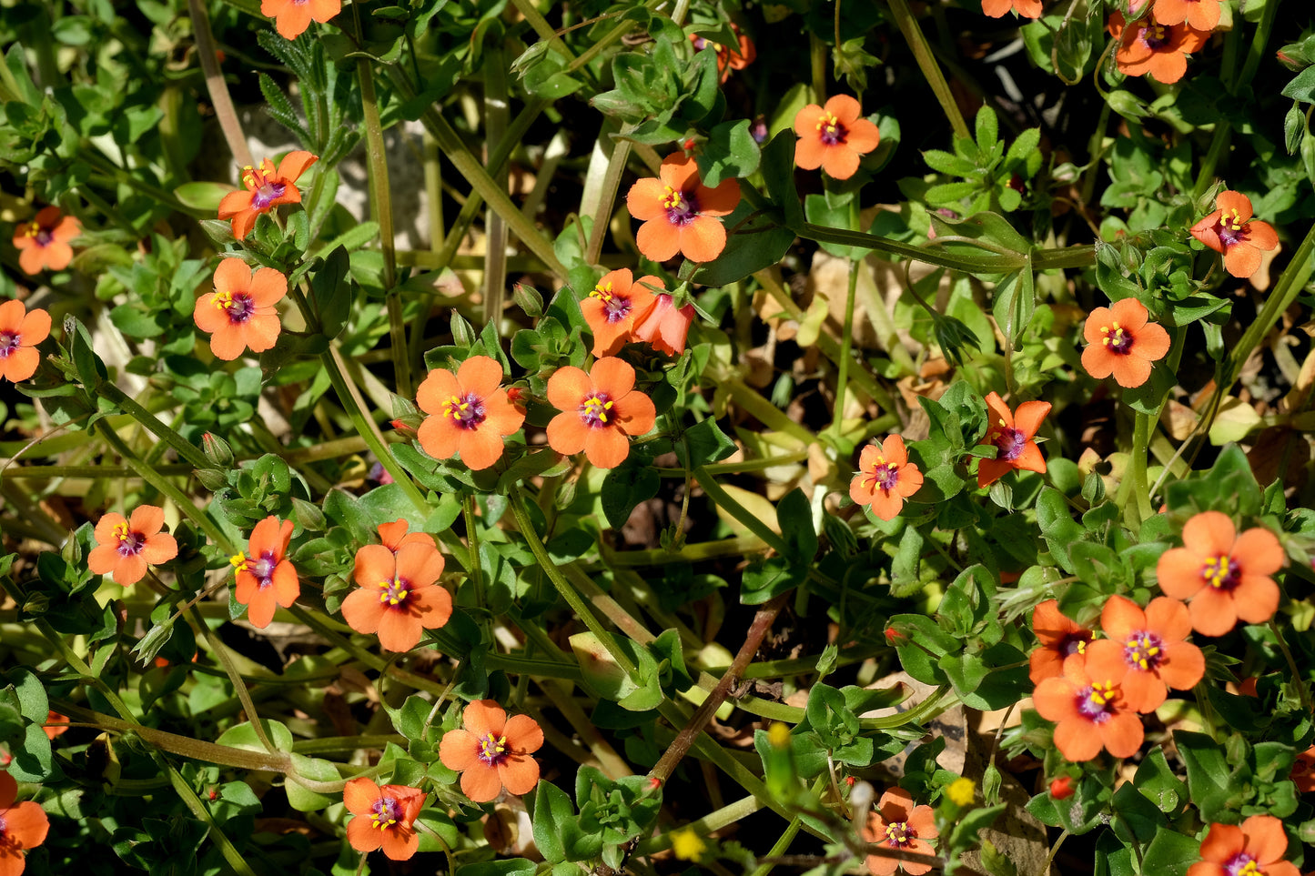 100 SCARLET PIMPERNEL (Adders Eyes) Anagallis Arvensis Flower Seeds