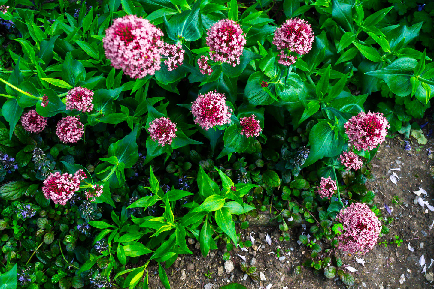 75 RED SWAMP MILKWEED Asclepias Incarnata Flower Seeds