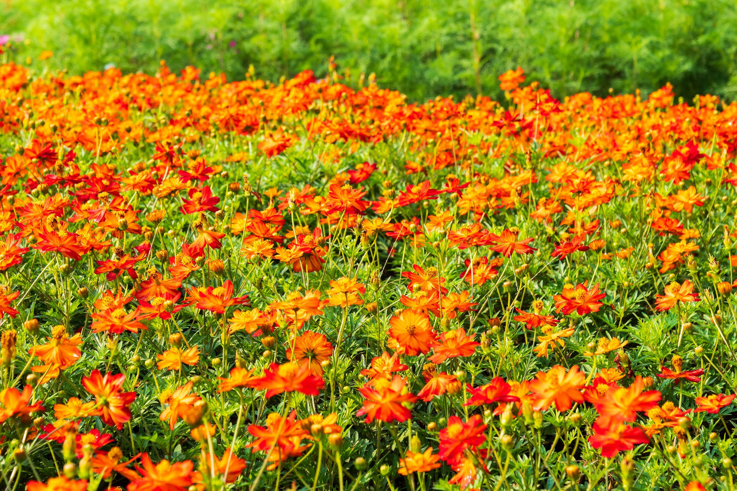300 BRIGHT LIGHTS COSMOS Mix Mixed Colors Red Orange Yel Bipinnatus Flower Seeds