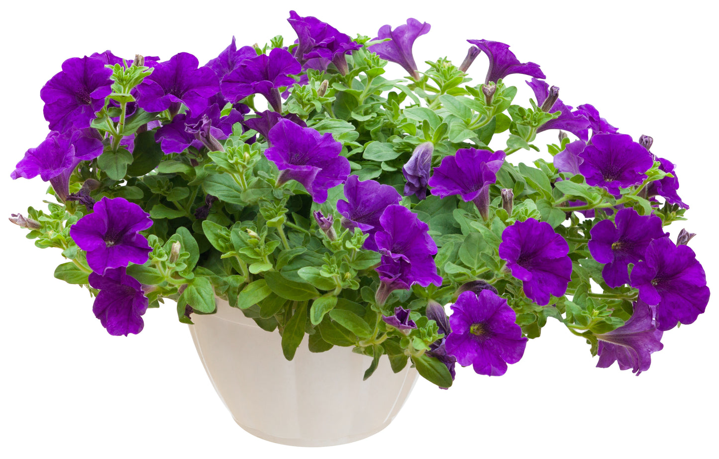 100 PURPLE PETUNIA Hybrida Pollinator Garden Container Flower Seeds