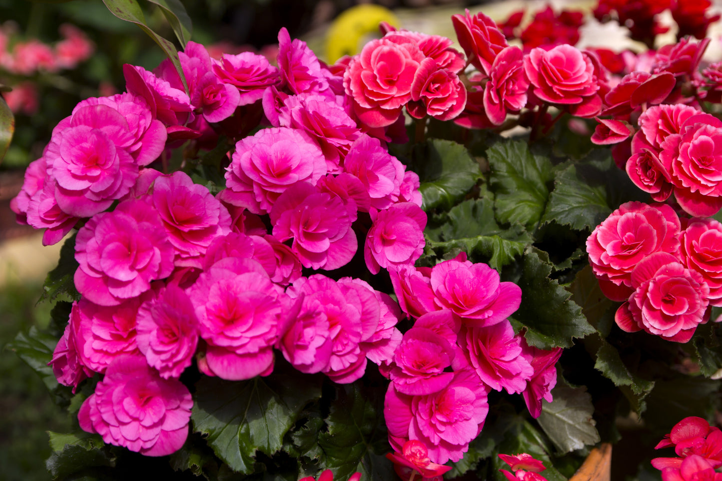 10 BRIGHT PINK DOUBLE BEGONIA Tuberosa Tuberous Begonia Shade Flower Seeds